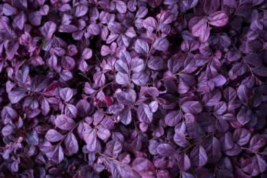 夏季盛开梦幻的紫色植物叶子特写