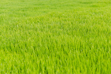 绿色水稻秧苗 彩色图片