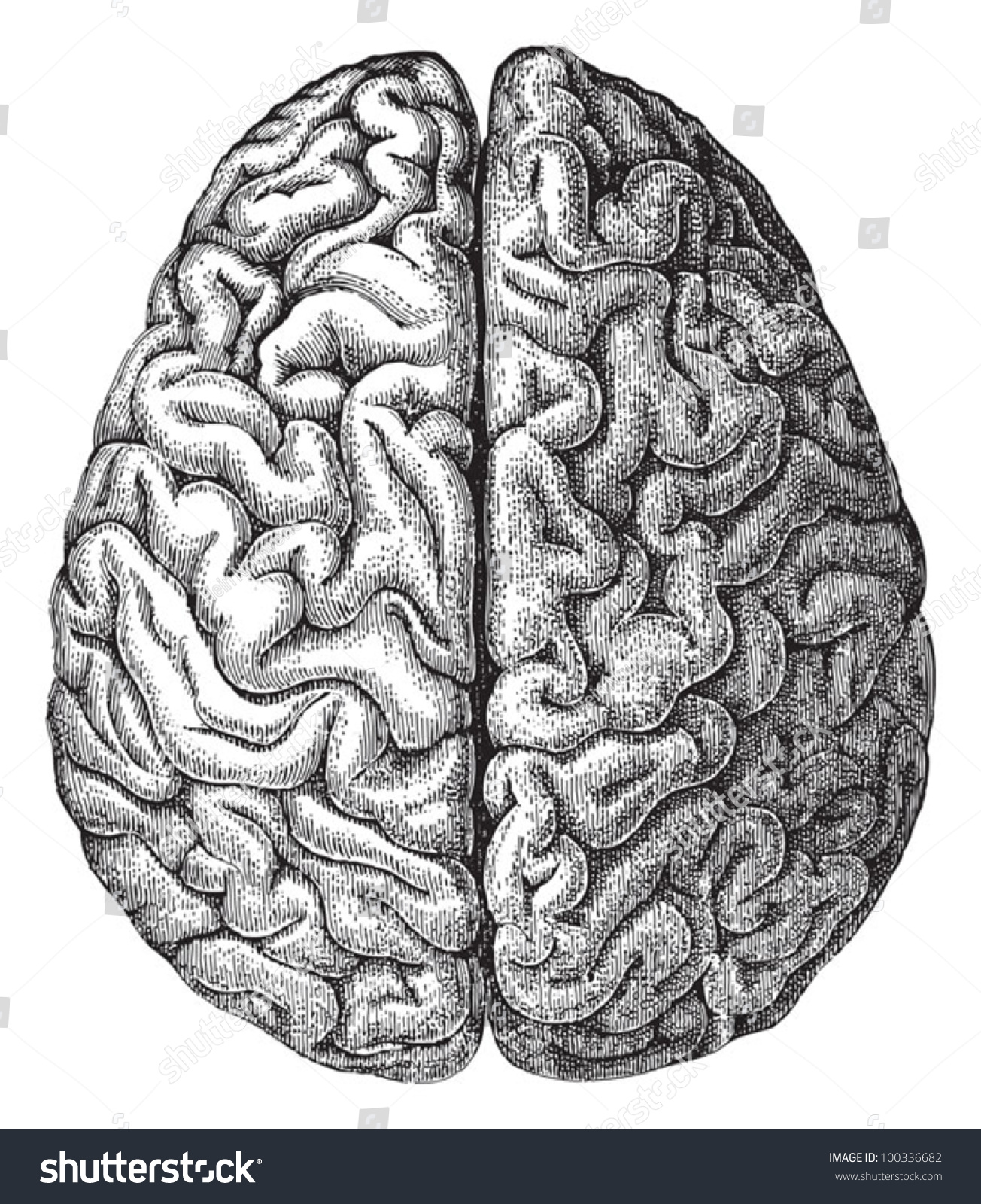 Human brain / vintage illustration from Meyers Konversations-Lexikon 1897