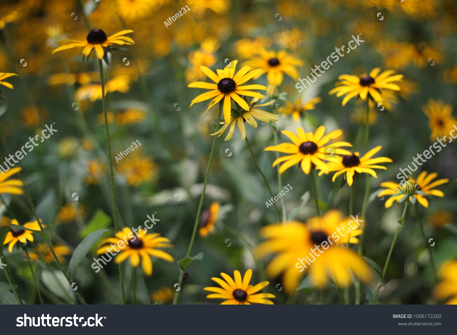 Yellow flower background