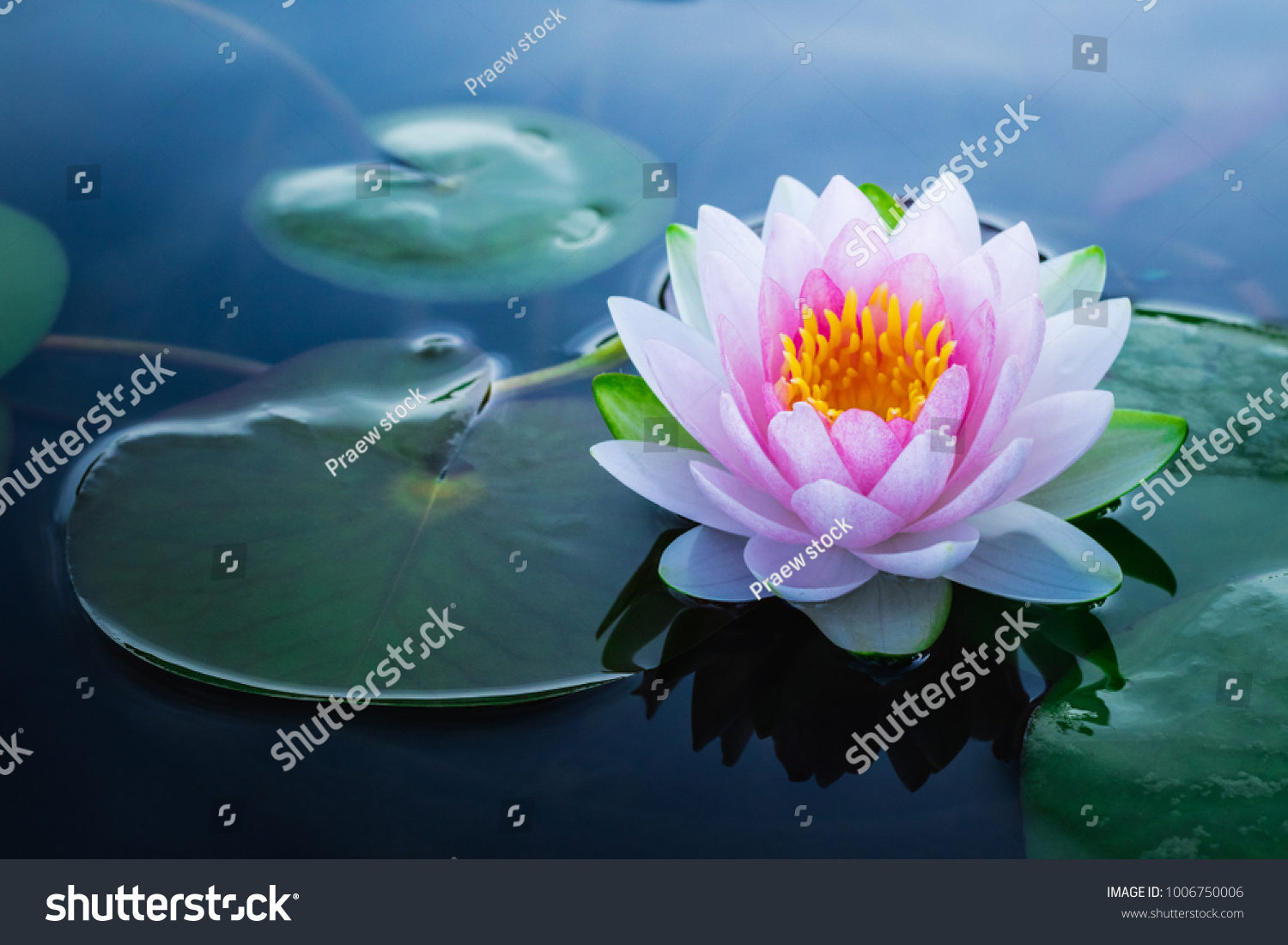 Beautiful pink waterlily or lotus flower in pond.