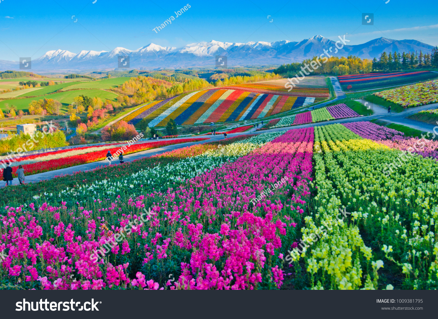 Panoramic Flower Gardens Shikisai hill in Biei  Japan