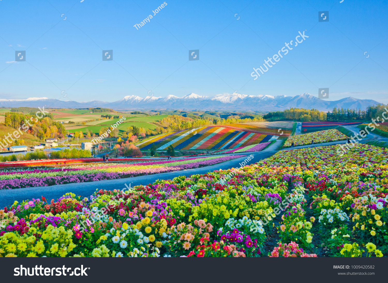 Panoramic Flower Gardens Shikisai hill in Biei  Hokkaido Japan