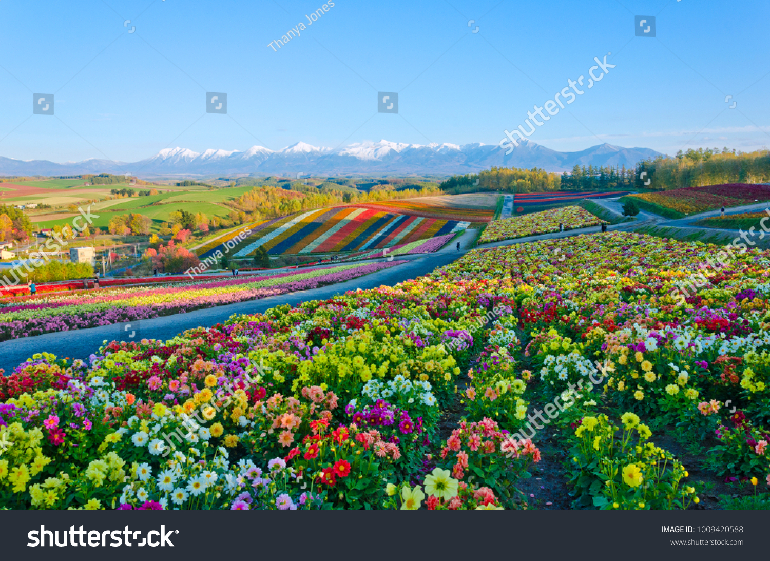 Panoramic Flower Gardens Shikisai hill in Biei  Hokkaido Japan