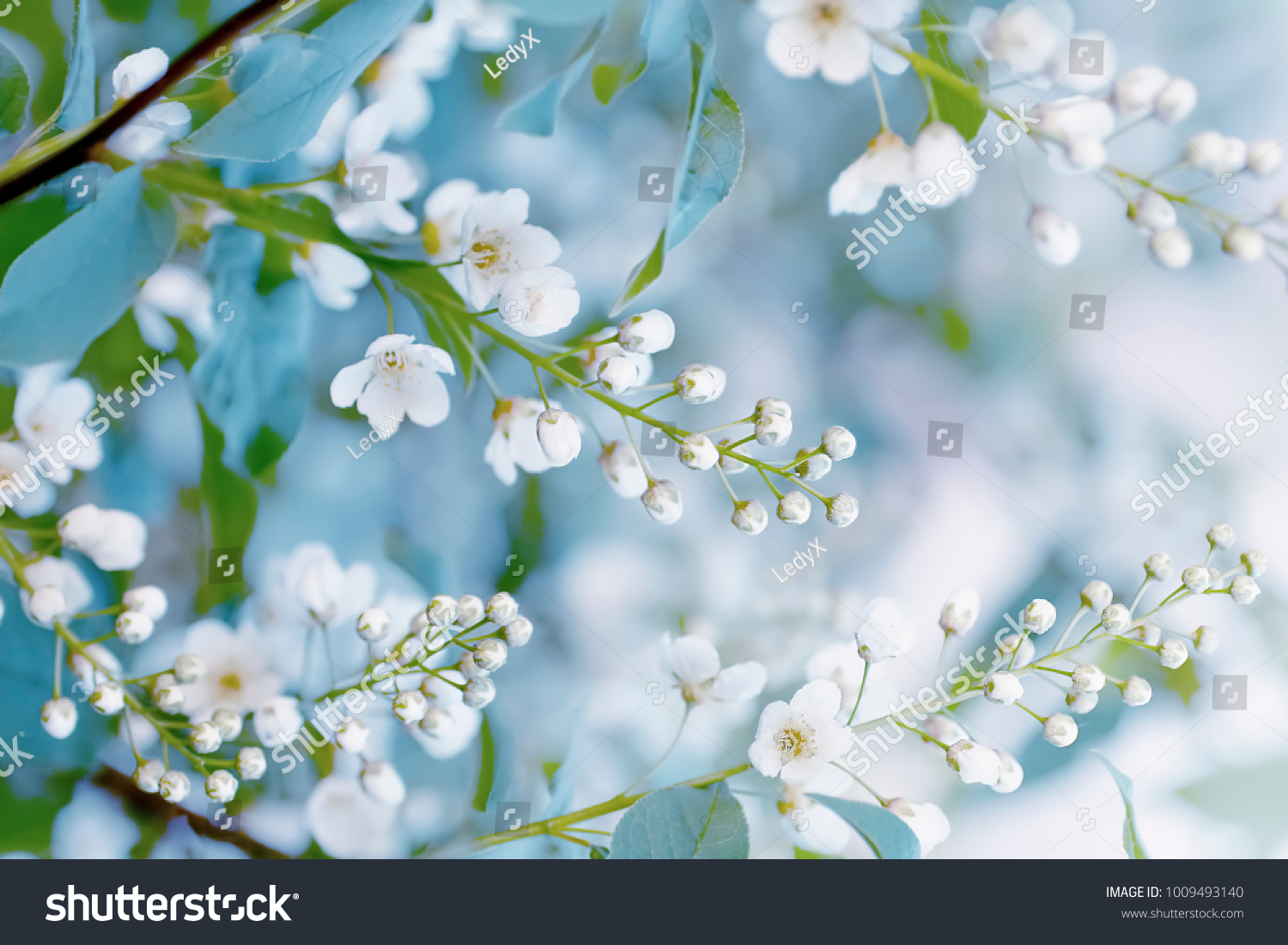 Floral spring background soft focus. Branches of blossoming bird-cherry (Prunus padus) in spring outdoors macro in vintage light blue pastel colors. Delicate elegant airy artistic image of spring.