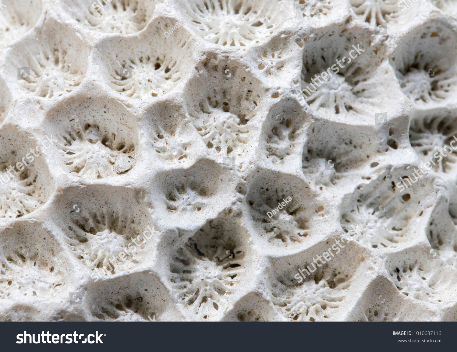 White coral texture macro photo. Dry sea coral structure closeup. Abstract macro background. Marine coral surface with structure elements for water filtration. Biological texture of natural sea coral