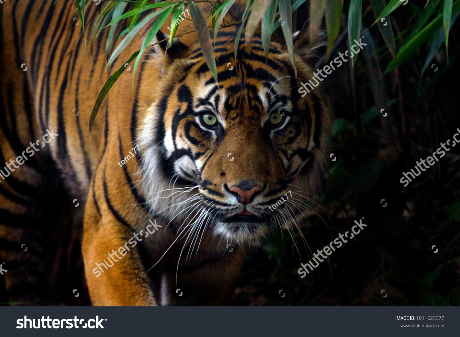 Beautiful Sumatran tiger on the prowl