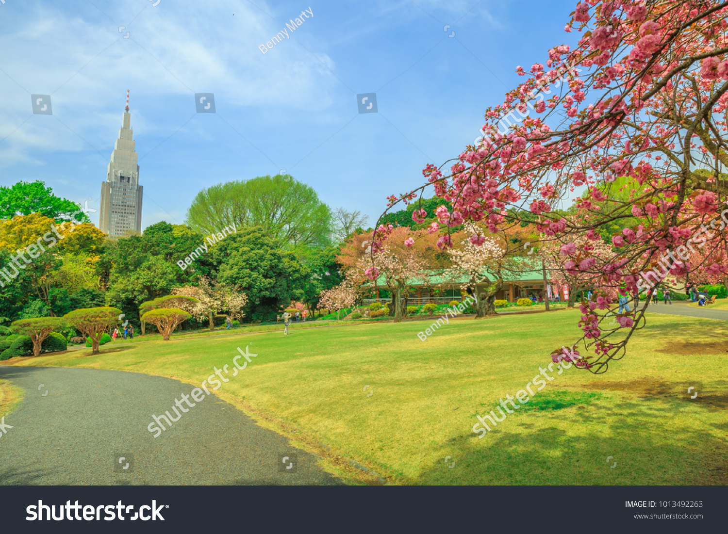 Blossoming cherry tree in Shinjuku District Tokyo Japan. Shinjuku Gyoen is one of Tokyo's largest and most popular parks in Tokyo.