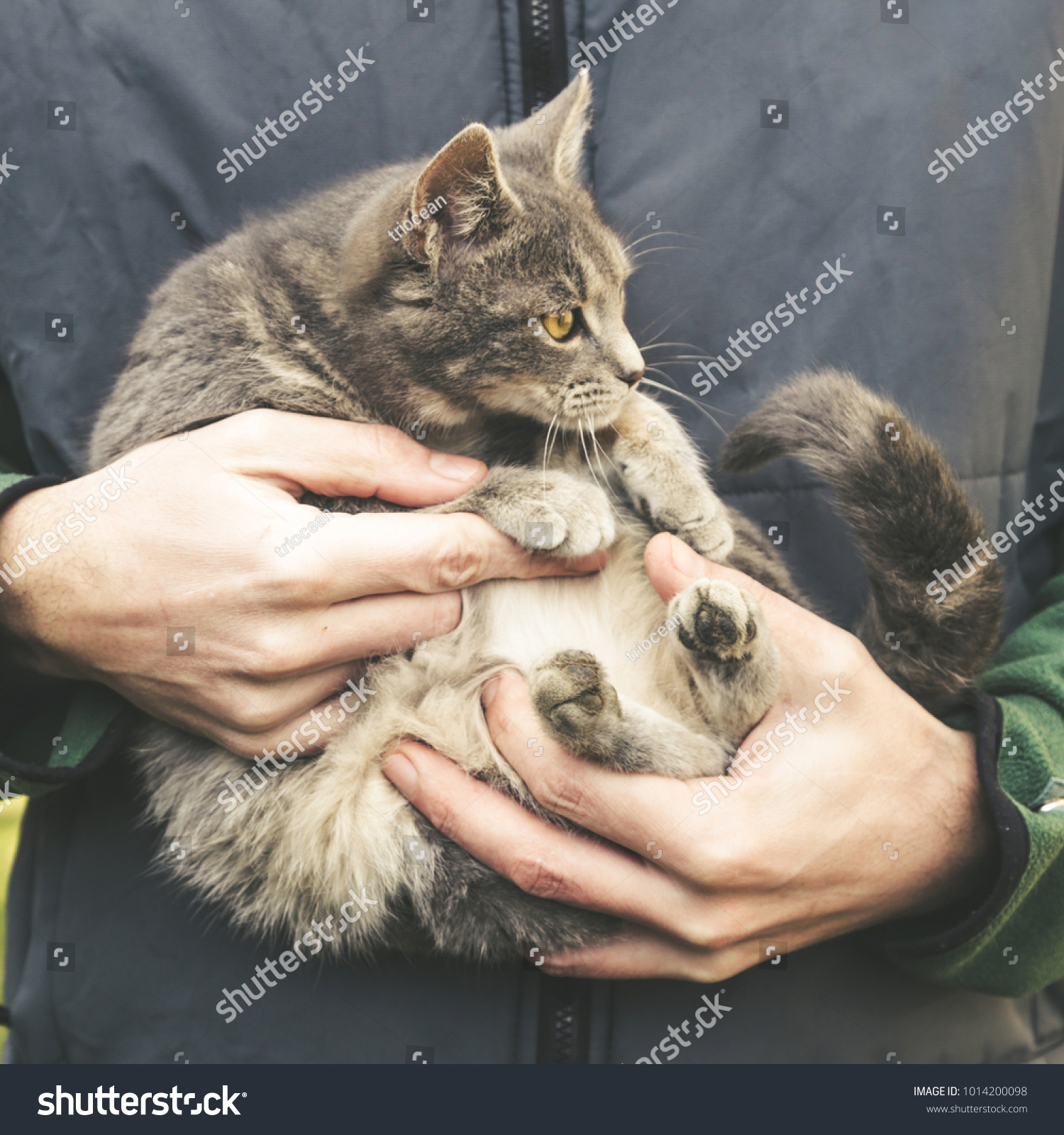 Man holding young domestic cat