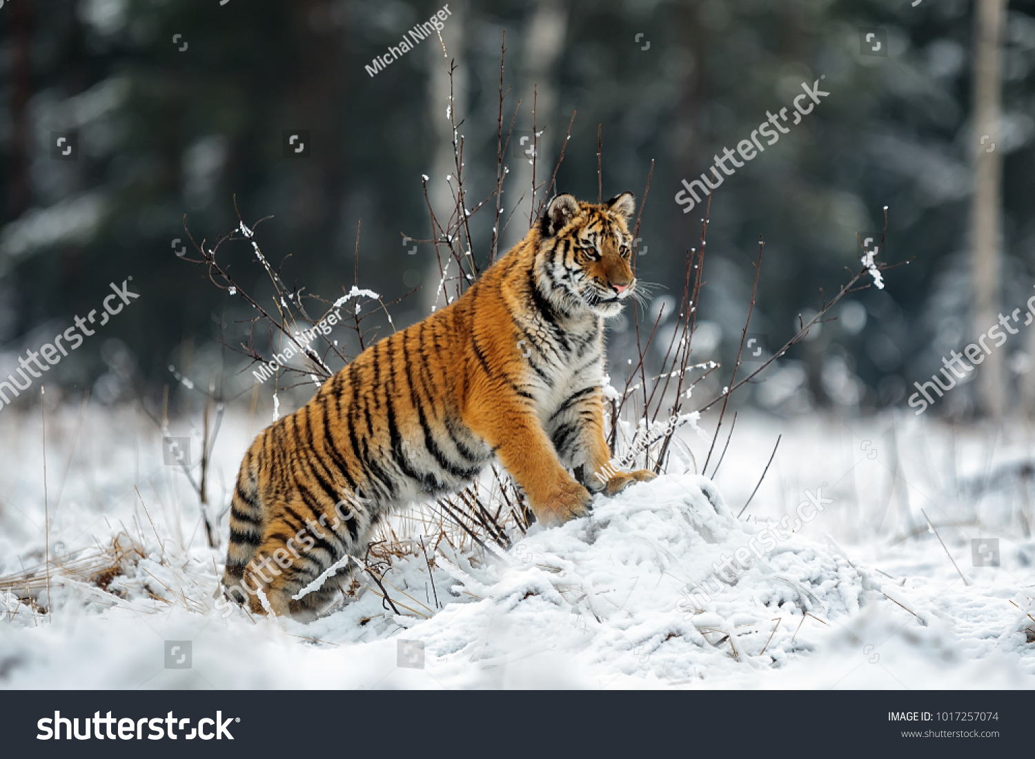 female Siberian tiger is looking into the country full of snow