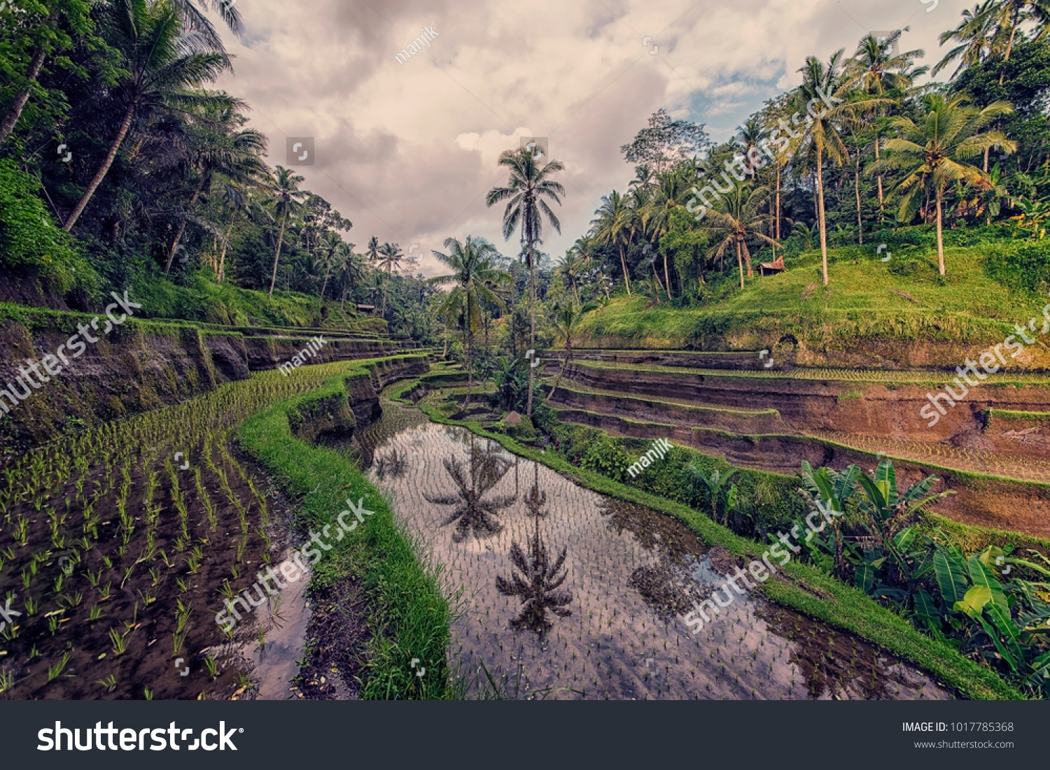 Tegallalang rice terrace in Bali  Indonesia