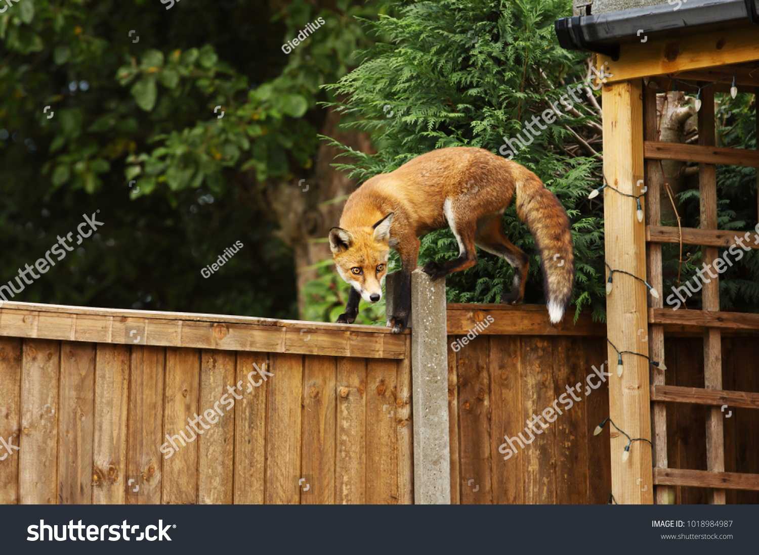 Close up of a Red fox walking on the fence in the back garden   England  UK