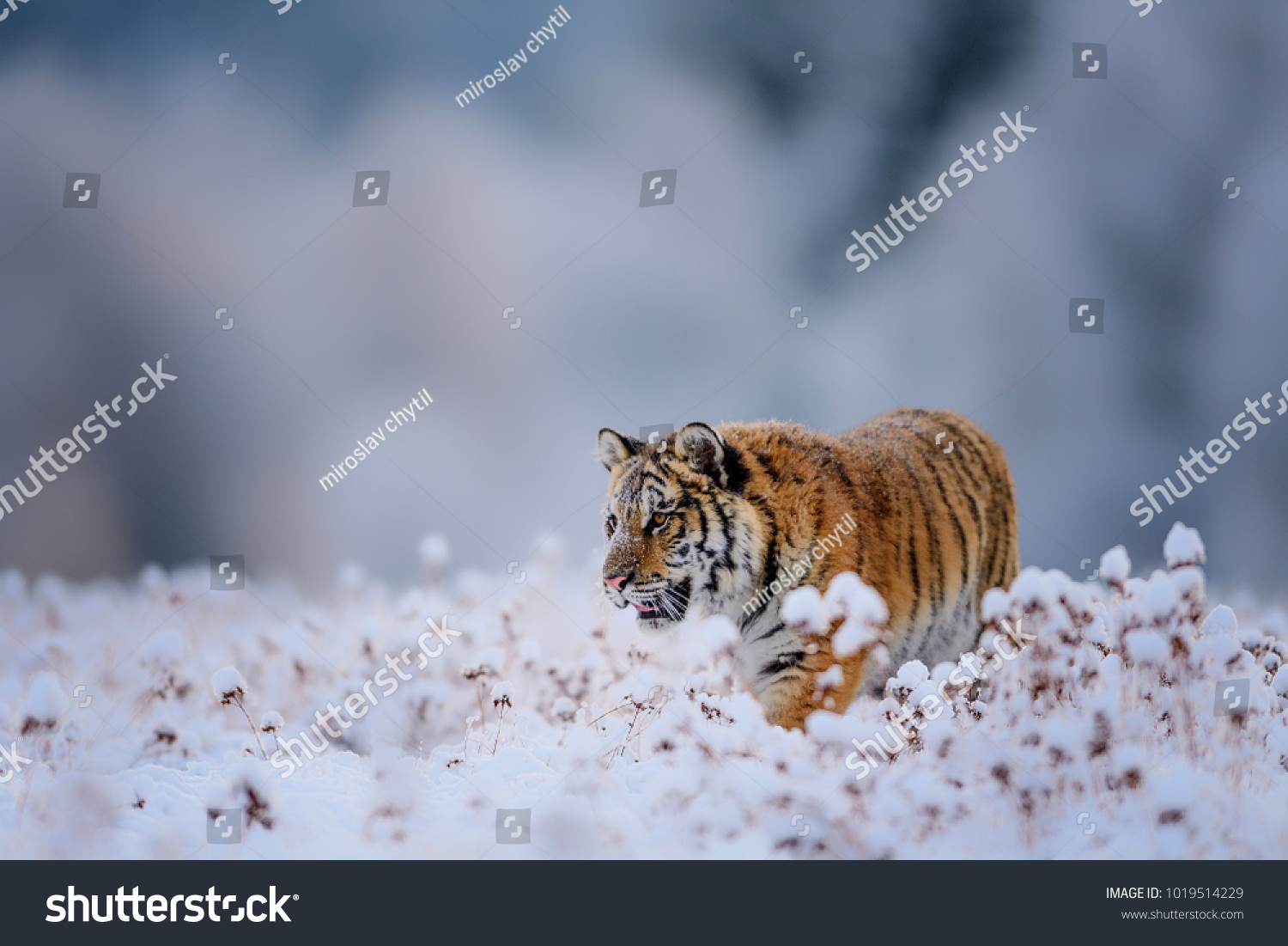 Siberian tiger  Panthera tigris altaica  low angle photo in direct view  running in the water directly at camera with water splashing around. Attacking predator in action. Tiger in taiga environment.