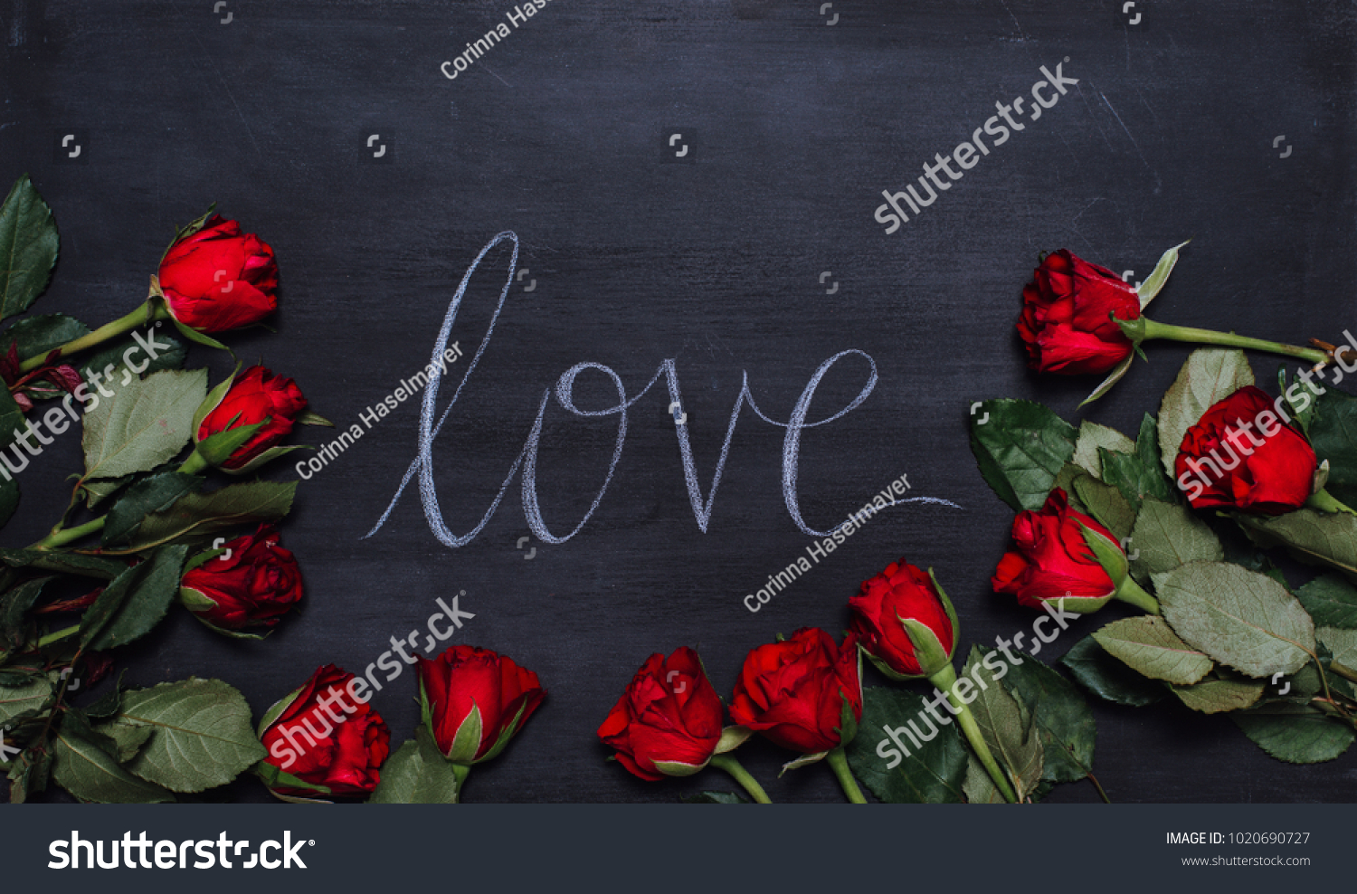 Close up of flat lay on black wooden chalk board with the hand lettered word love in script font for Valentine's Day framed by red roses as symbol for love