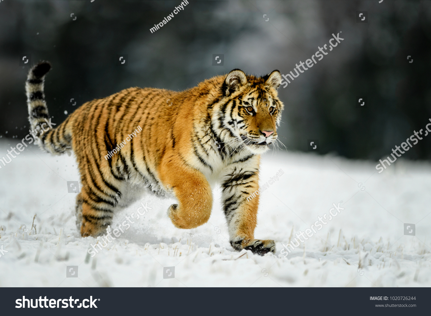 Siberian tiger  Panthera tigris altaica  low angle photo in direct view  running in the water directly at camera with water splashing around. Attacking predator in action. Tiger in taiga environment.