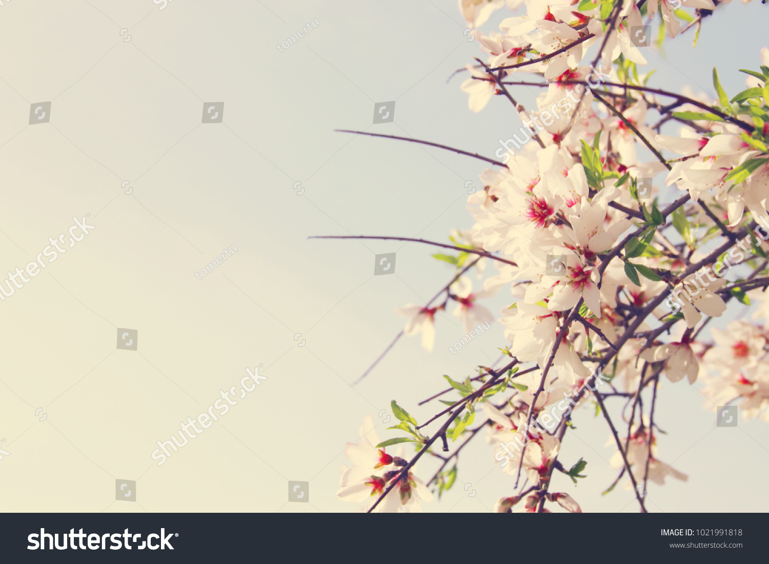 background of spring white cherry blossoms tree. selective focus