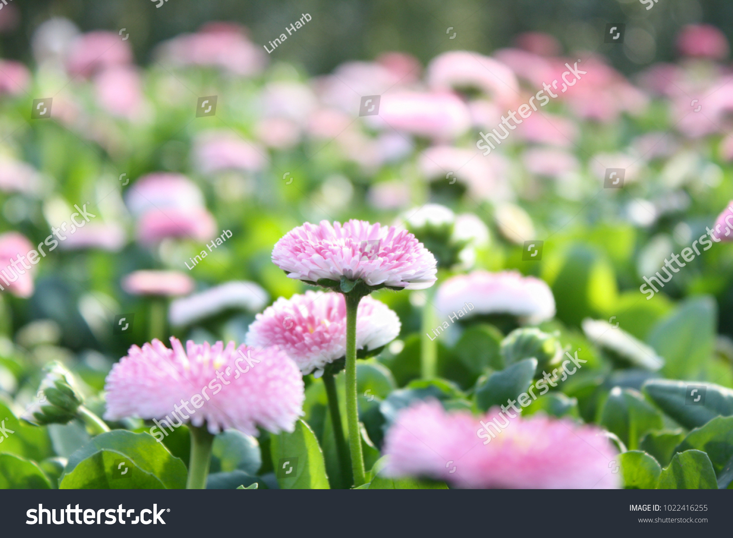 beautiful spring flowers