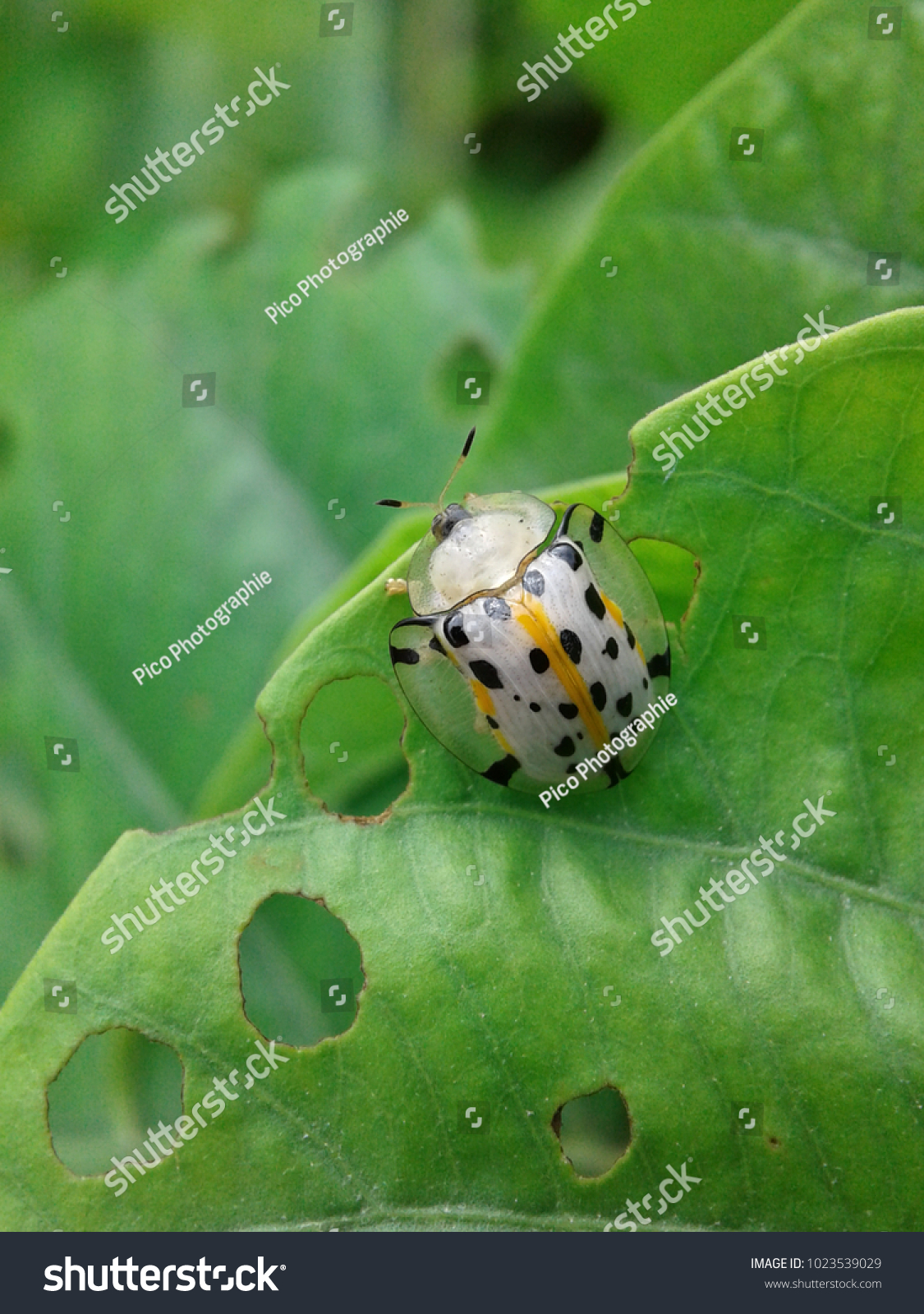 leafinsect