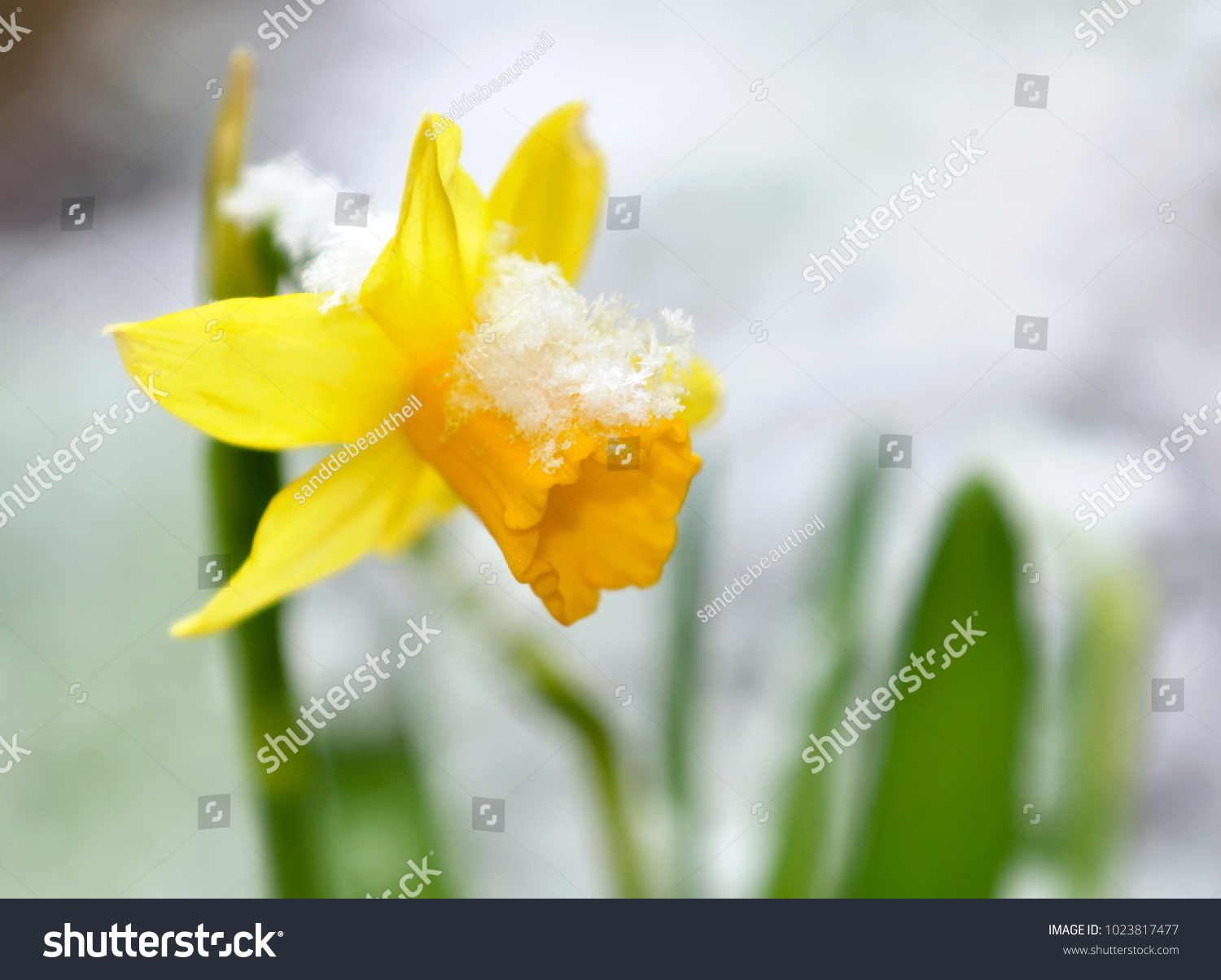 close on a daffodil in a garden covered with snow