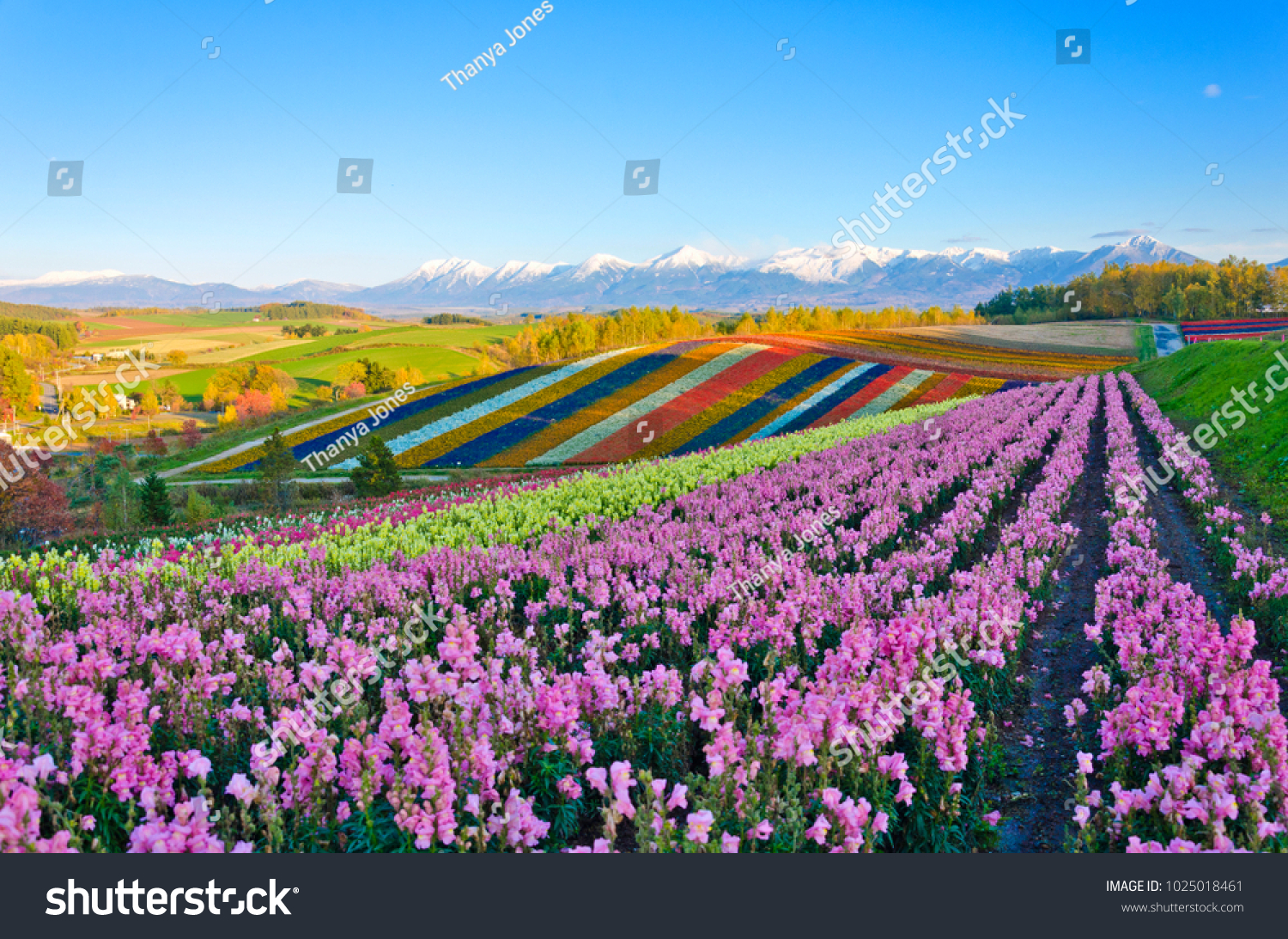 Panoramic Flower Gardens Shikisai hill in Biei  Japan