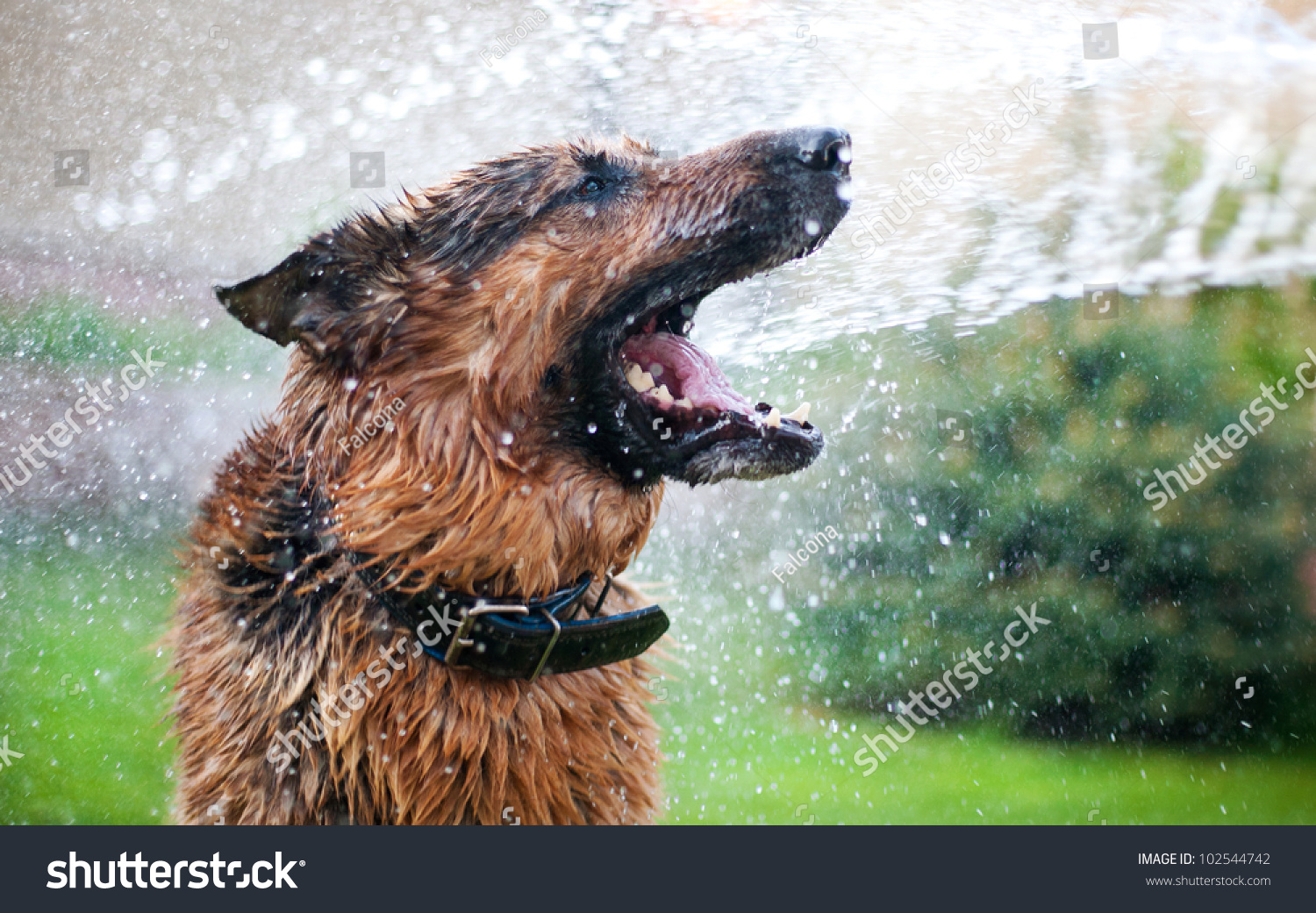 Washing the dog with fun
