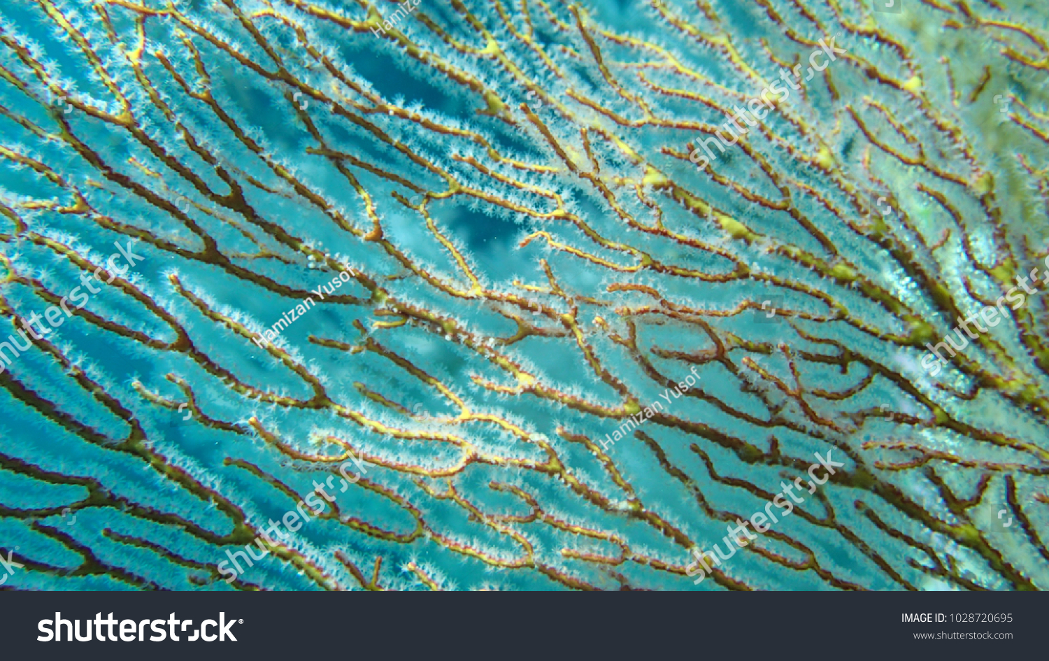 close-up of coralfound within coral reef area at Tioman island  Malaysia