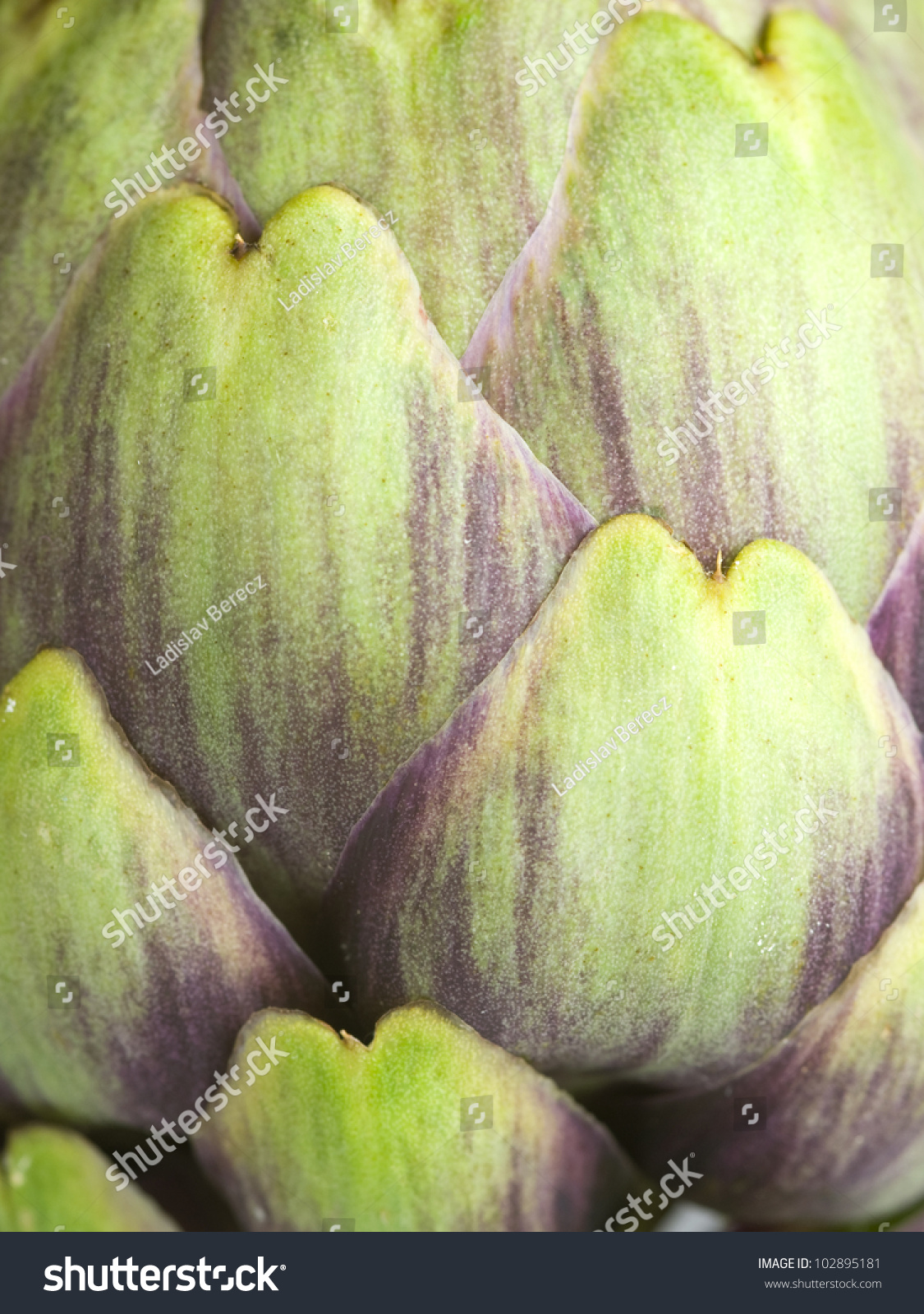 artichoke macro closeup