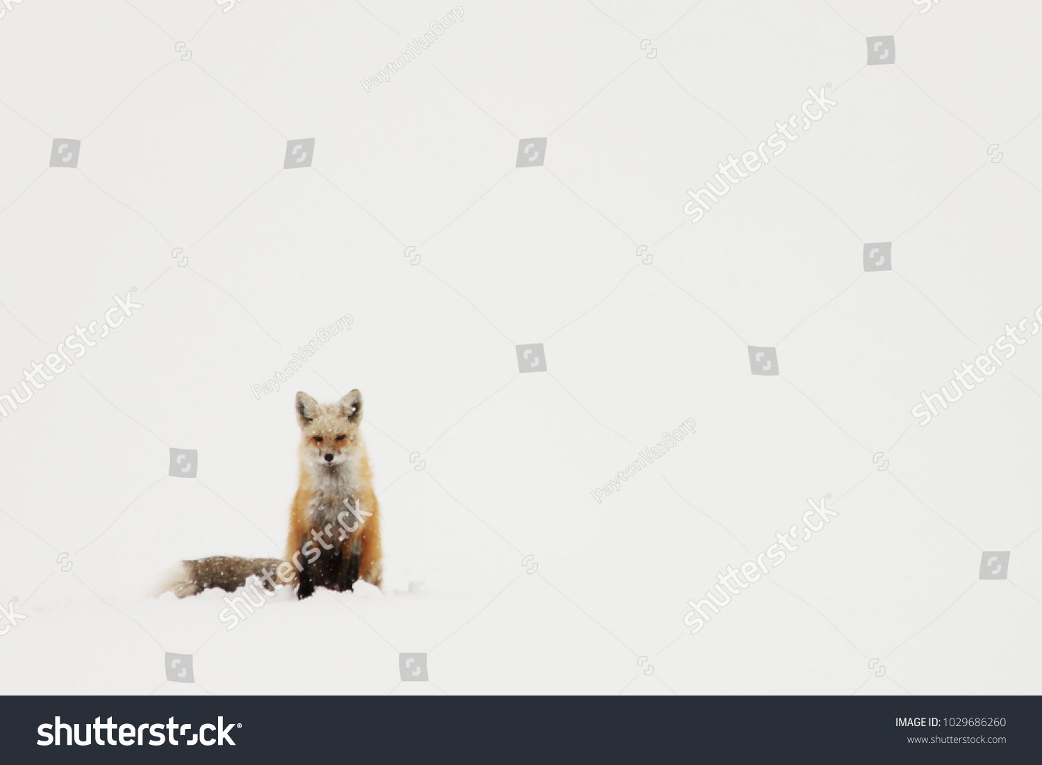 Red Fox Sitting in the Snow