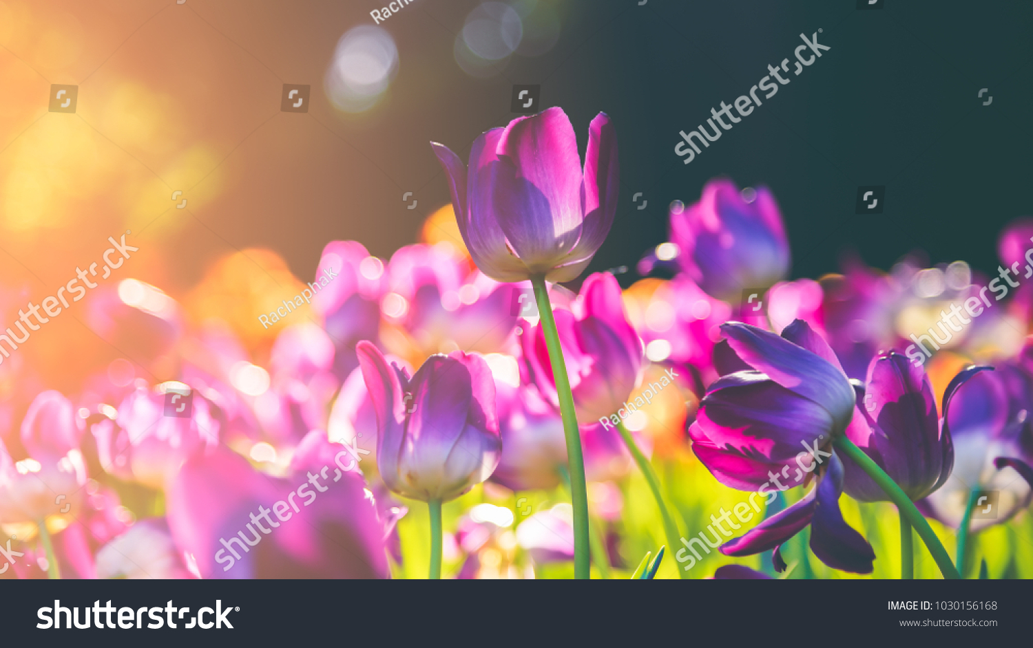 Group of colorful tulip. Purple flower tulip lit by sunlight. Soft selective focus tulip close up toning. Bright colorful tulip photo background