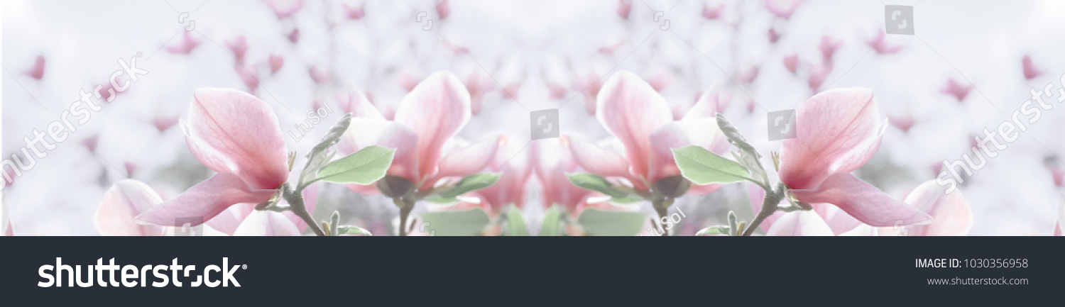 panorama  pale pink magnolia flower on a branch against the sky. shallow depth of field