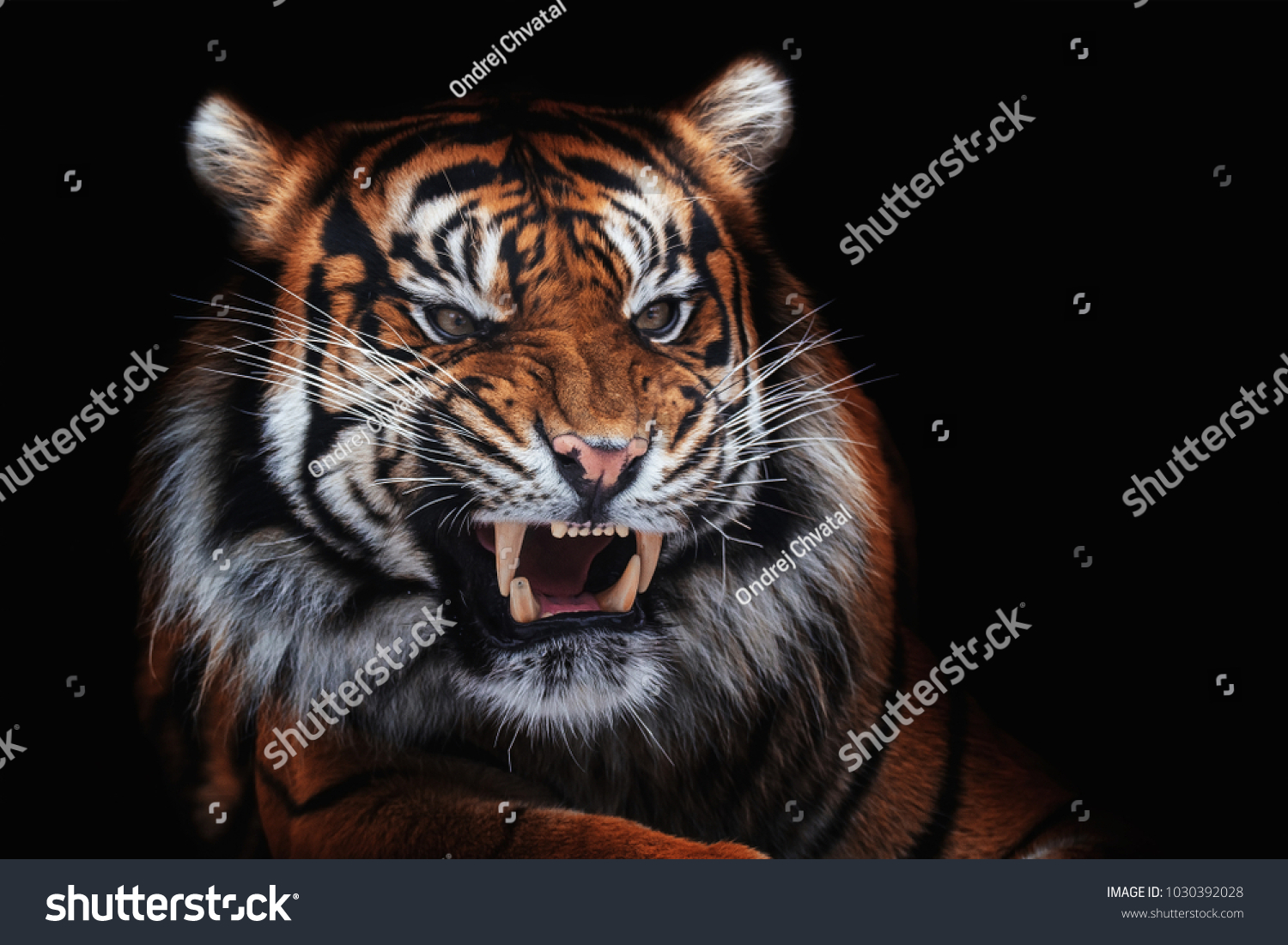 Sumatran tiger (Panthera tigris sumatrae) beautiful animal and his portrait