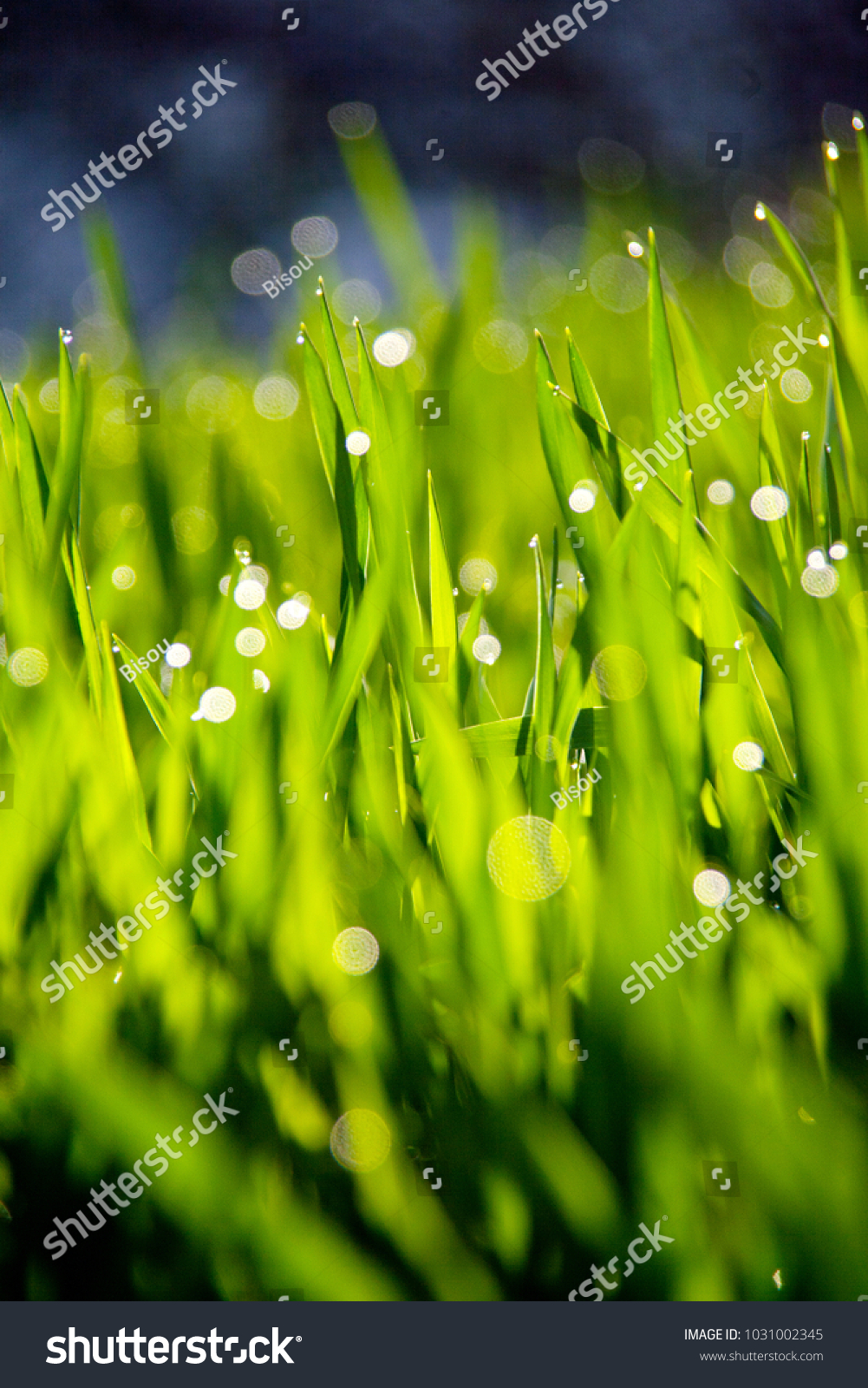 Background of green fresh grass with dew in the morning