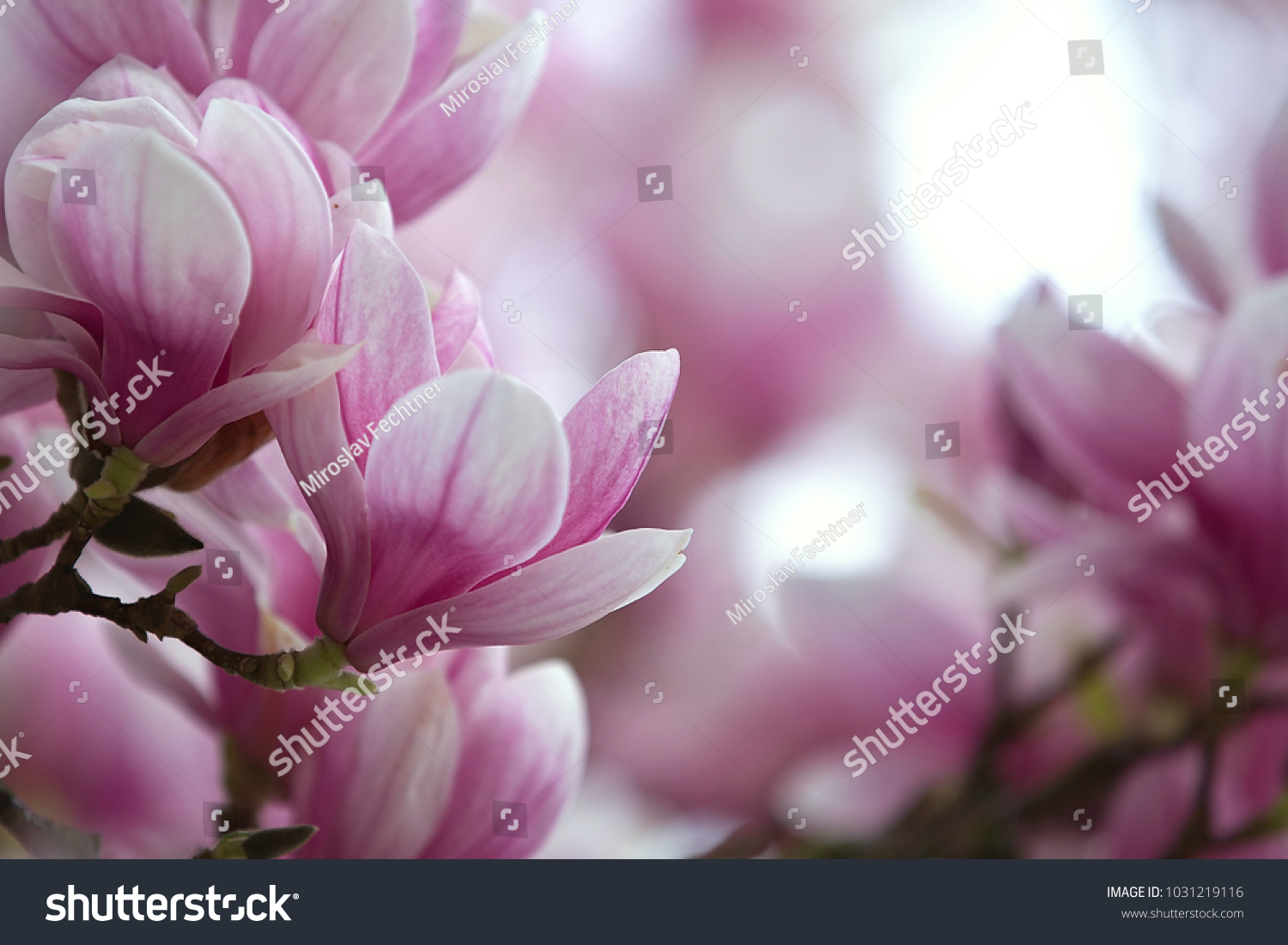 magnolia  blossoming magnolia