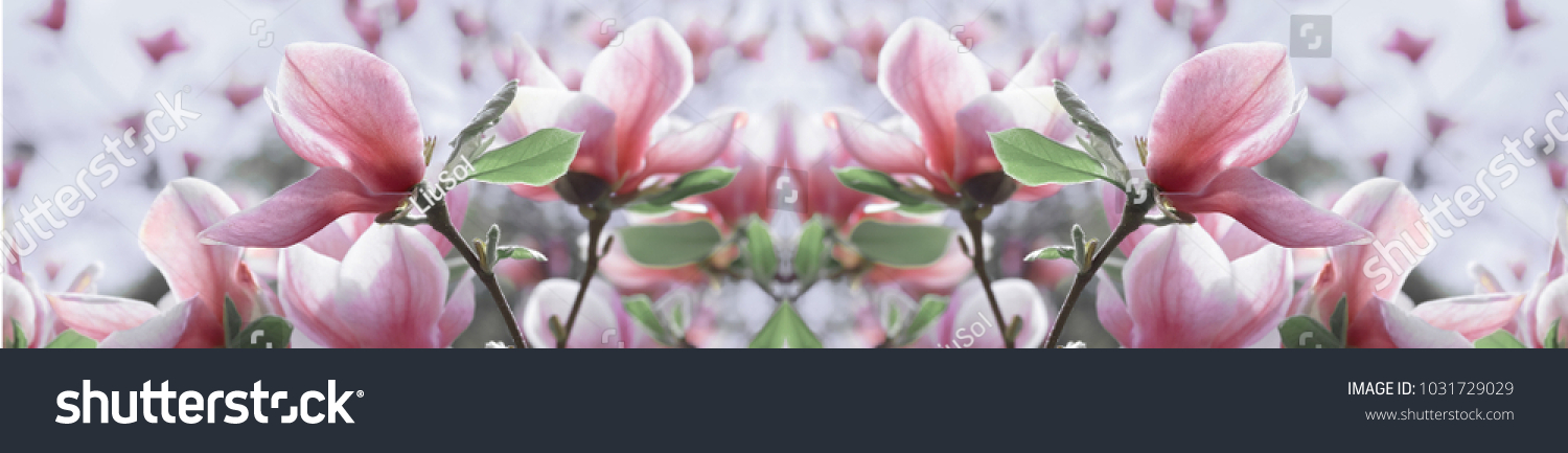  panorama  pale pink magnolia flower on a branch against the sky. shallow depth of field