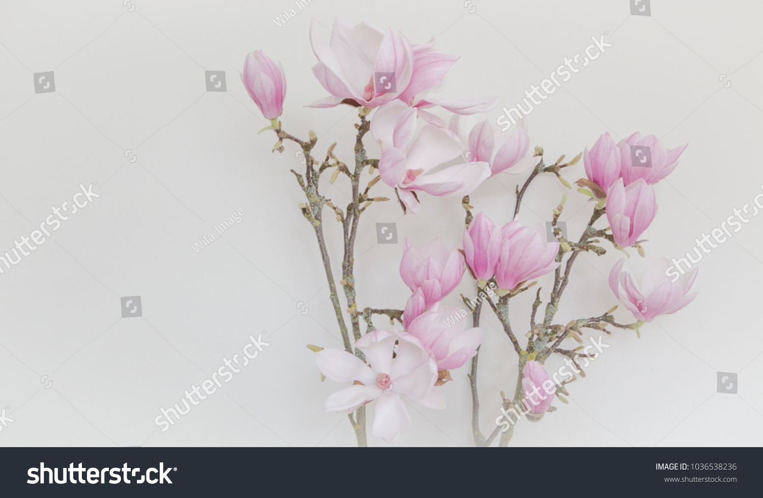 Magnolia flowers with brunch  on white background