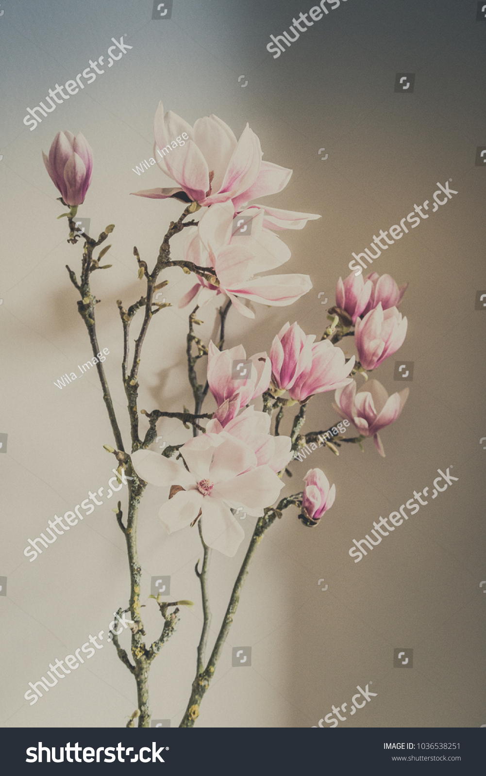Magnolia flowers with brunch  on white background
