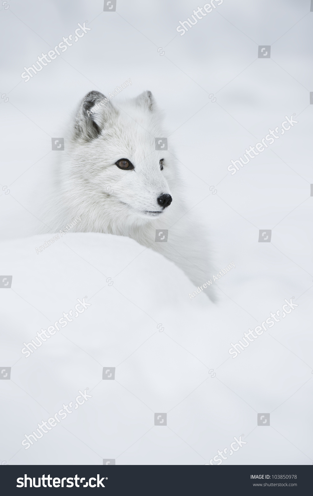 Female Arctic Fox in her full winter coat.