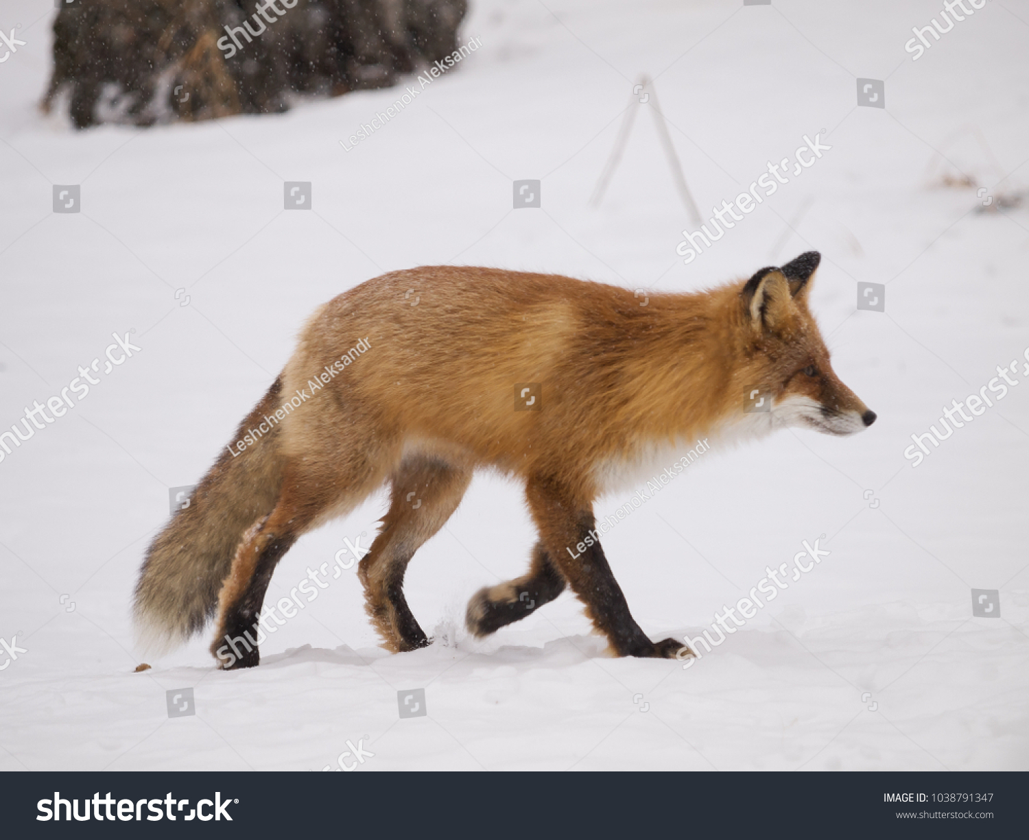 Snow fox in the Stolby Reserve