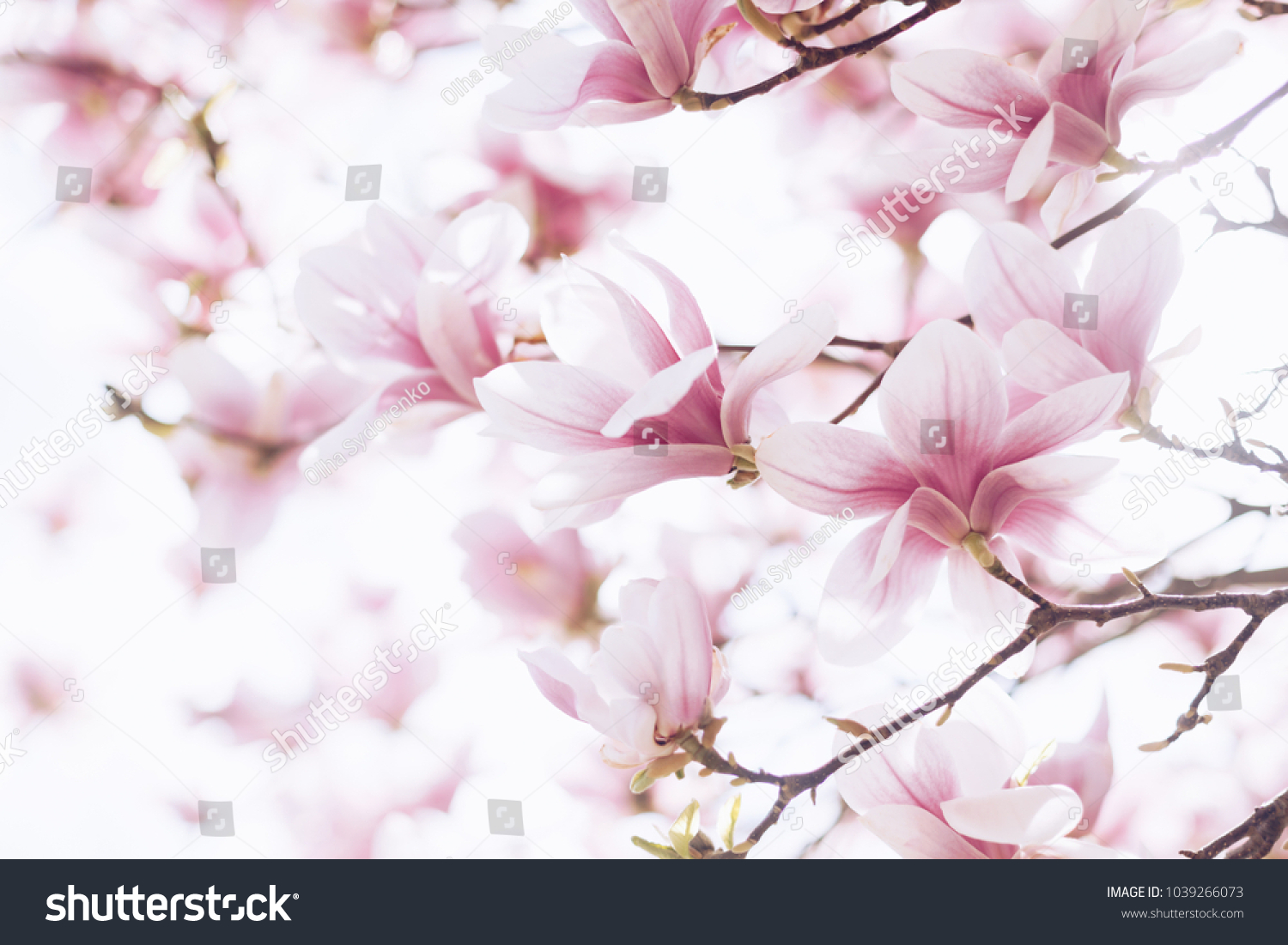 Spring background with tender magnolia flowers in soft light