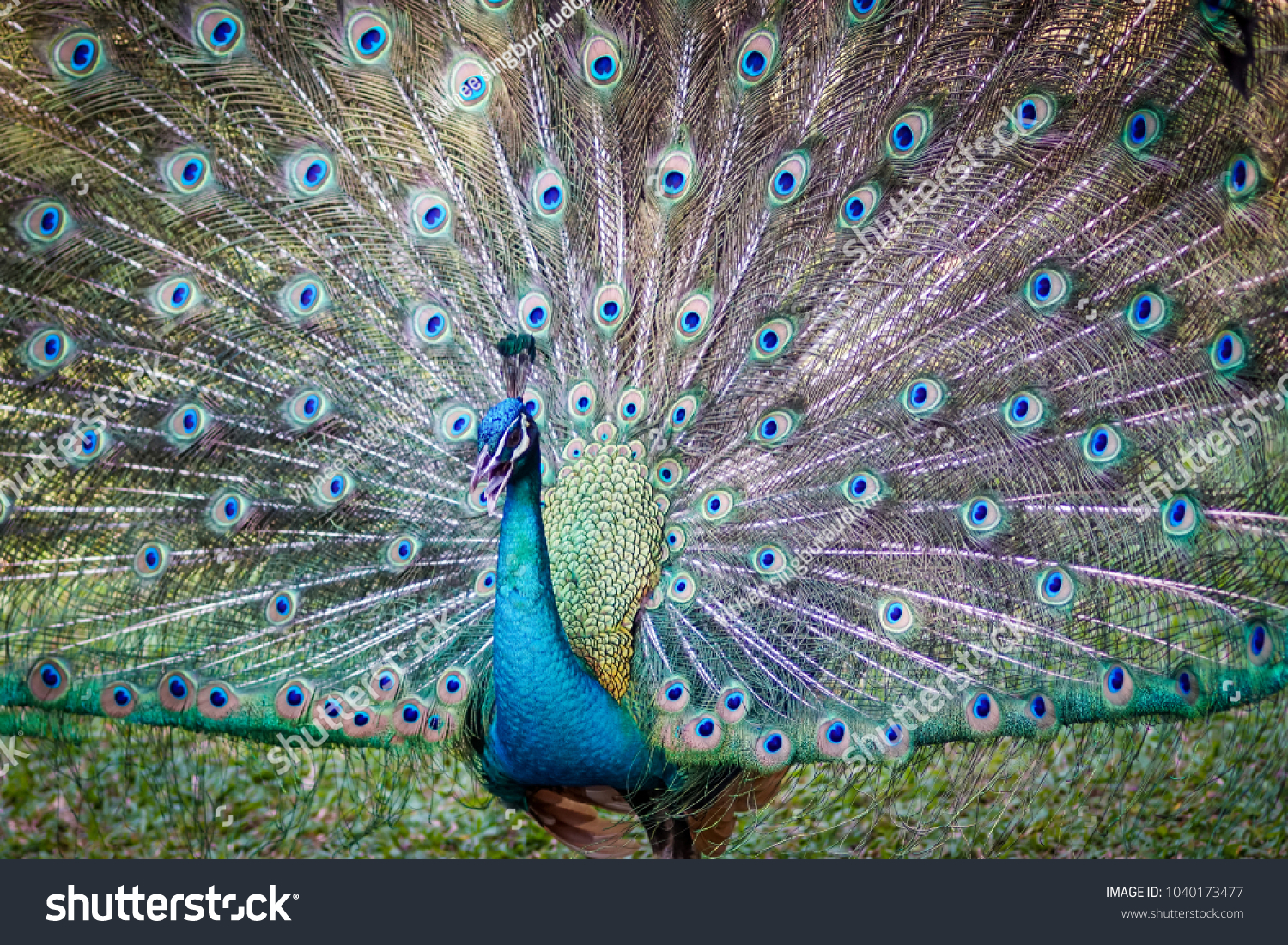 beautiful dancing peacock