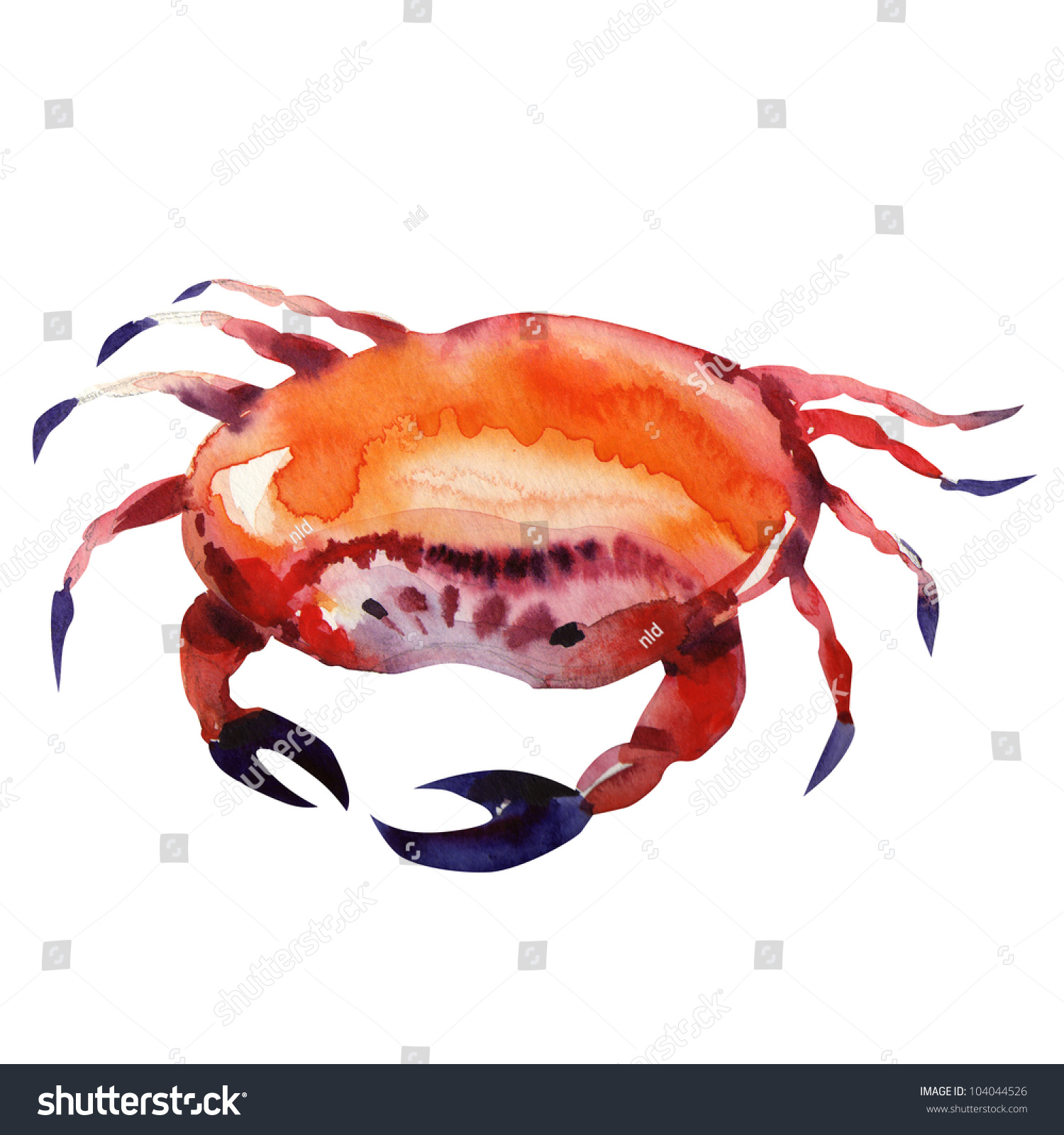 crab. watercolor painting on white background