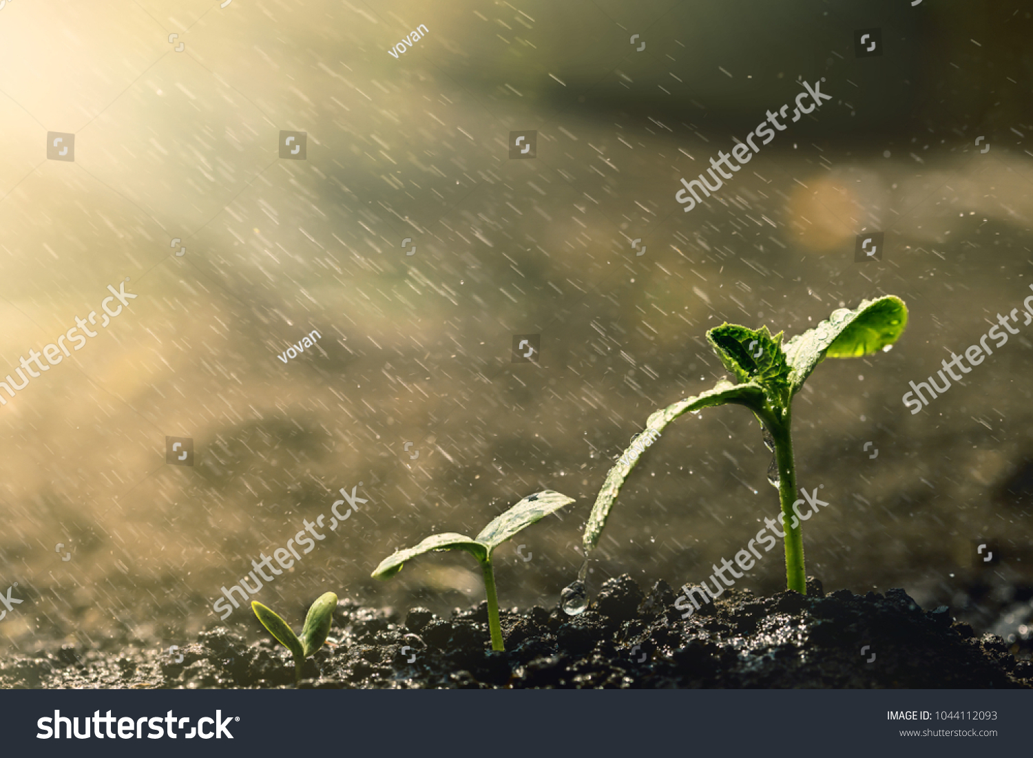 Green seedling growing on the ground in the rain.