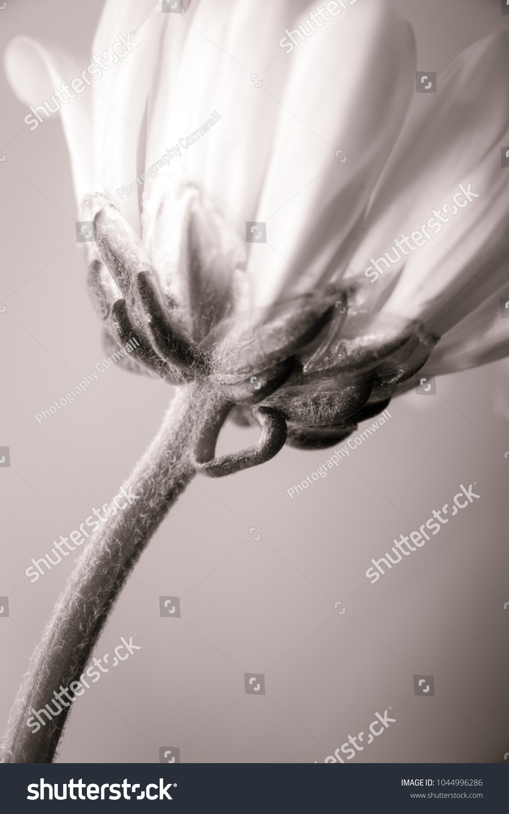 Underneath a flower in black and white. Fine art floral image. Vertical