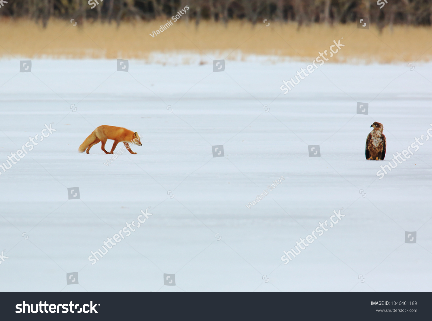 Fox and eagle