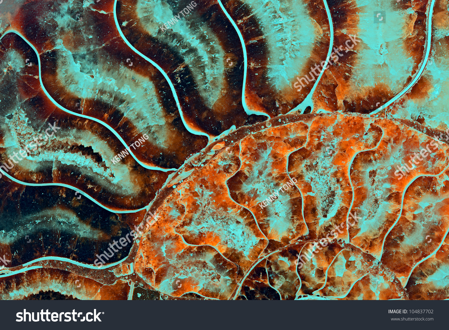 Detail of a Fossilized Ammonite from the Jurassic.