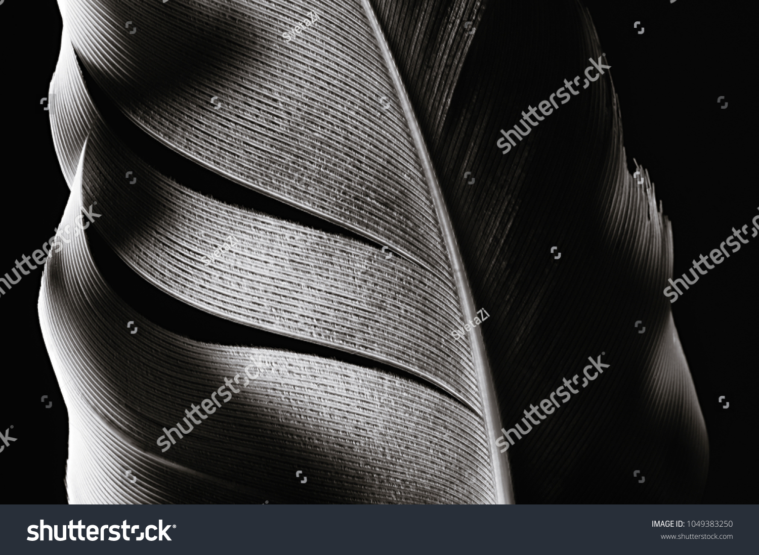Fragment of bird's feather  close-up. Black and white.