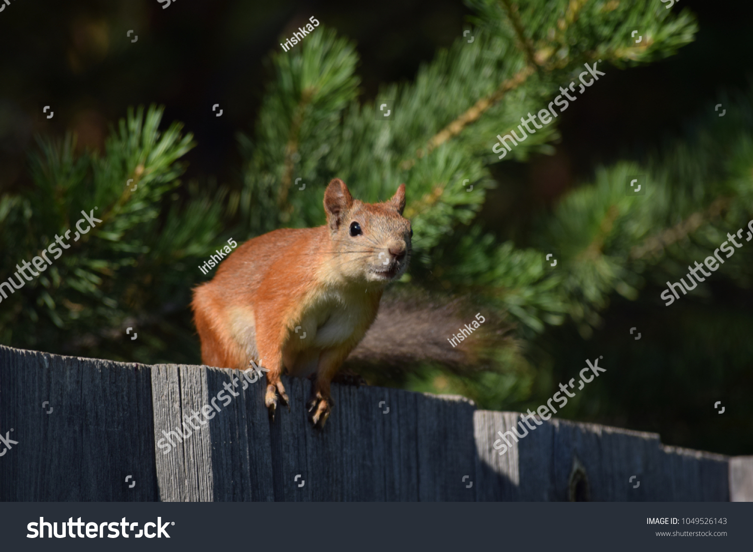 squirrelmail,squirrelmail下载文件到电脑 squirrelmail,squirrelmail下载文件到电脑