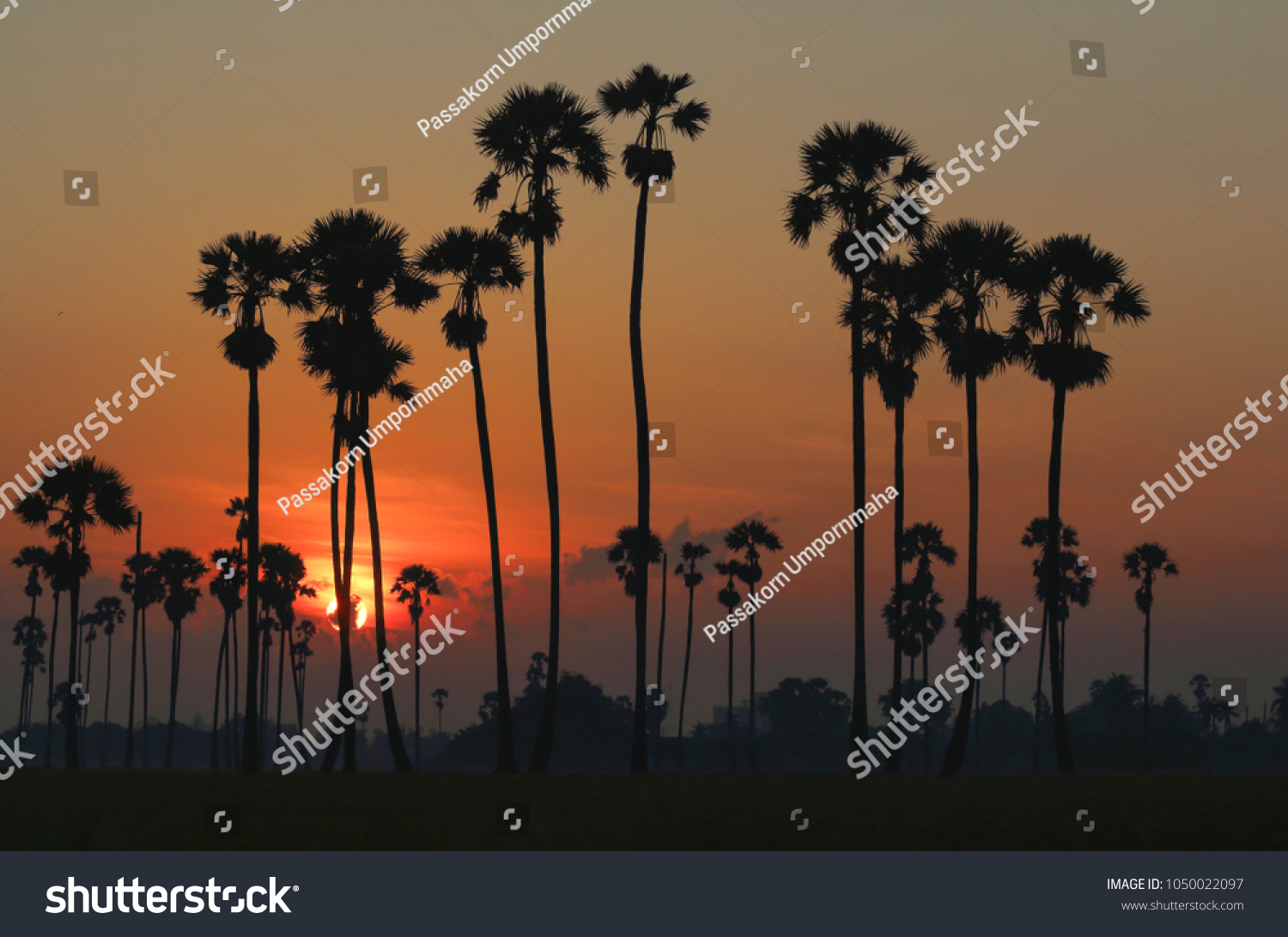 Sugar palm trees in the rice field at morning countryside of Thailand.