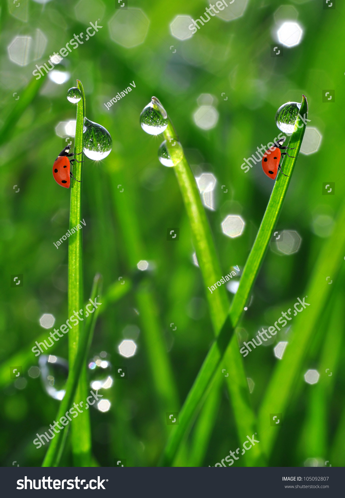 Fresh morning dew on a spring grass and little ladybugs