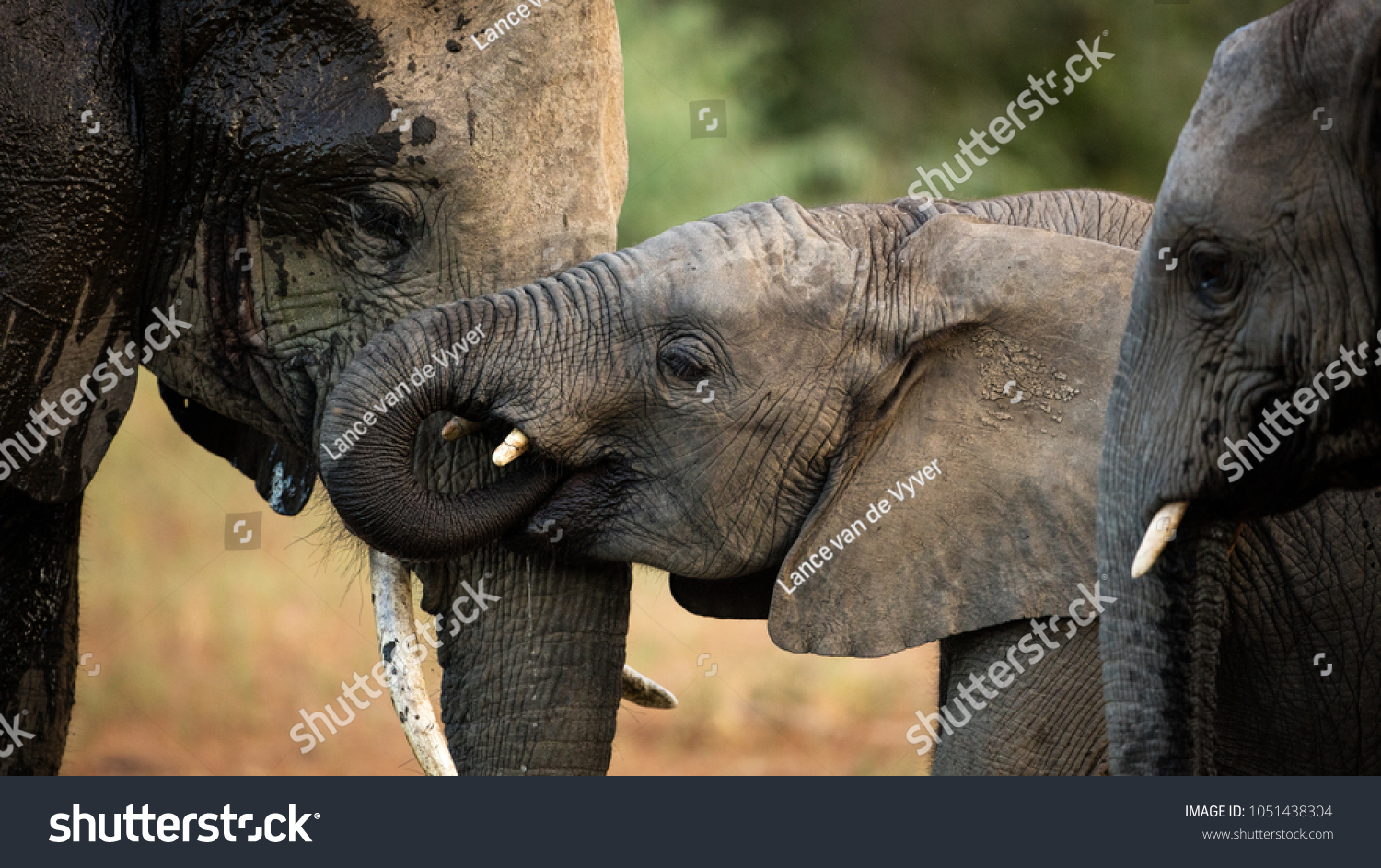 Close up of juvenile elephant
